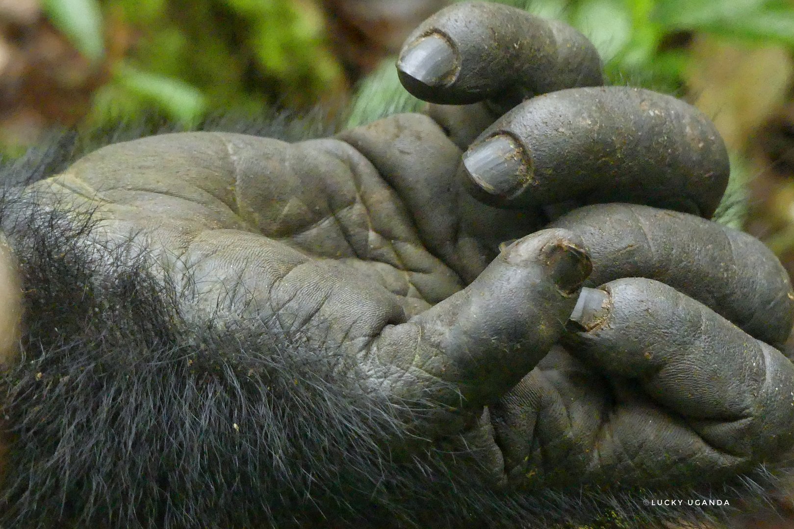 This powerful yet gentle close-up captures the intricate details of a gorilla's hand—thick, textured skin, worn from years in the wild, and fingers curled in quiet stillness. A symbol of strength, intelligence, and deep connection to nature, the image invites reflection on the shared traits between humans and our primate cousins. Photographed in the heart of Uganda's misty forests, this moment reveals the silent story told through a single hand