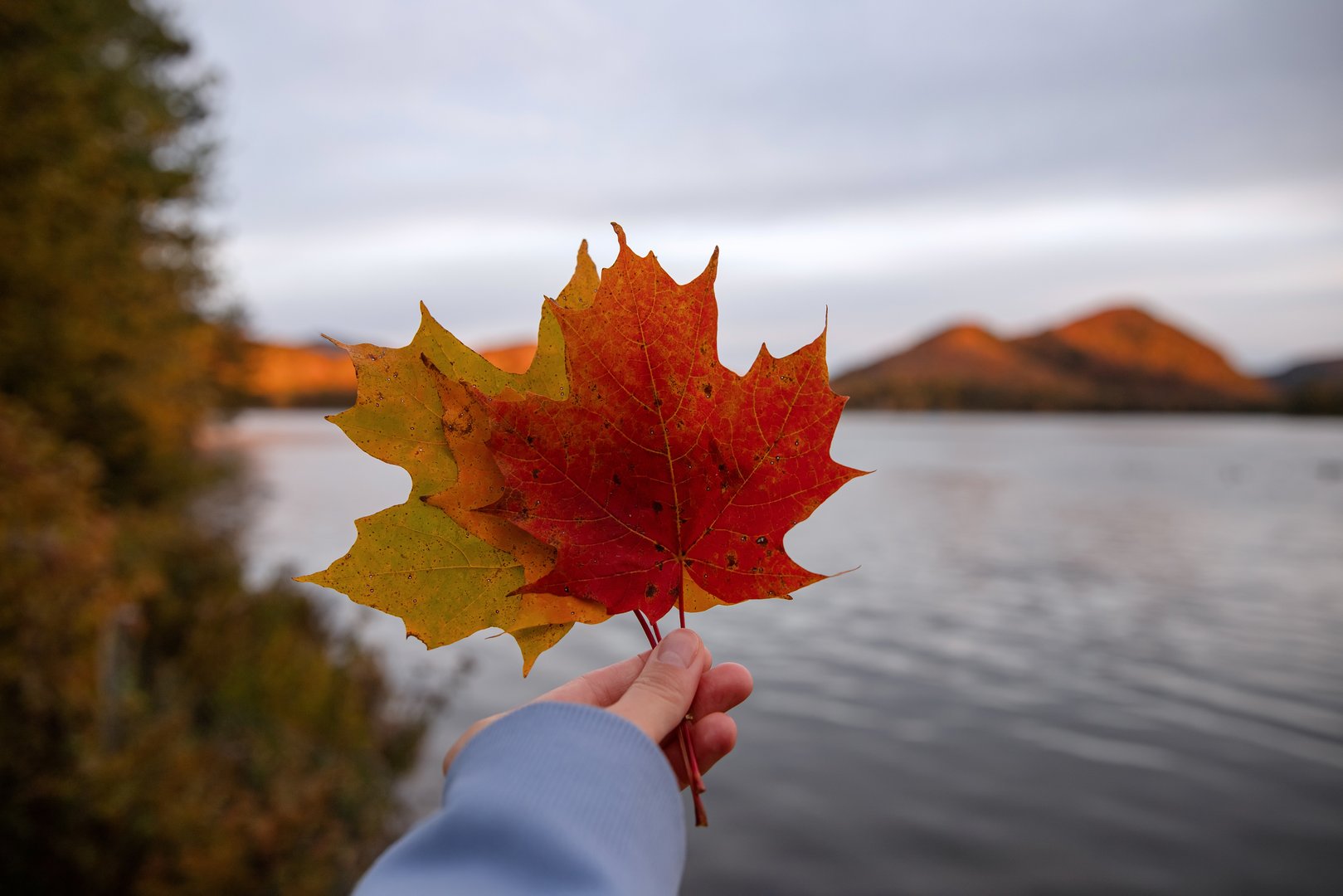 Maple leaf in hand against the background of the lake and mountains. Mont-Tremblant, Quebec, Canada.