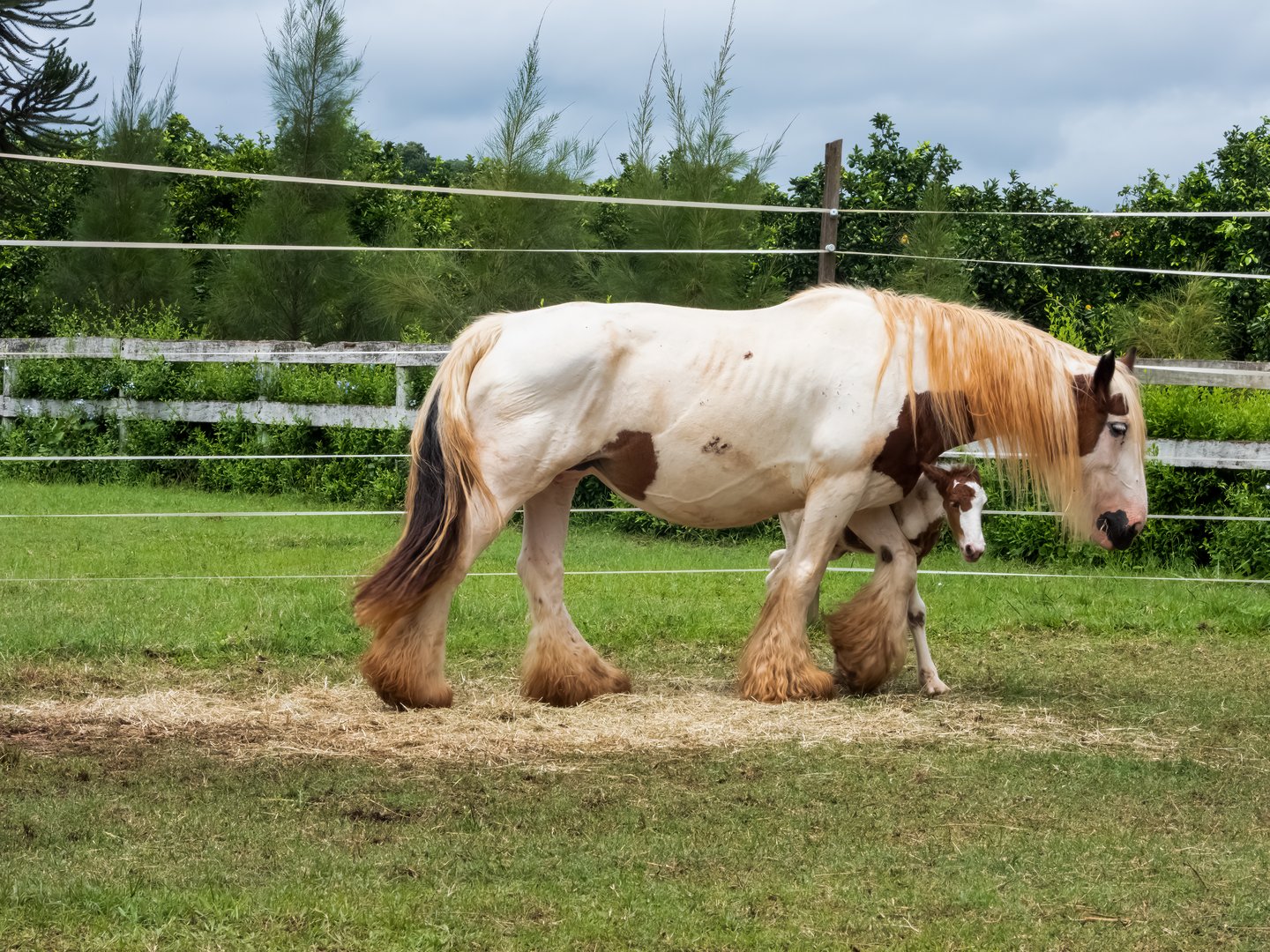 Gypsy horse foal and mother on a farm