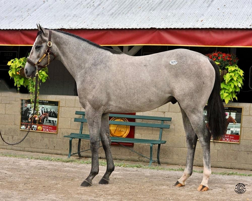 Eclipse Star - 2024 Yearling