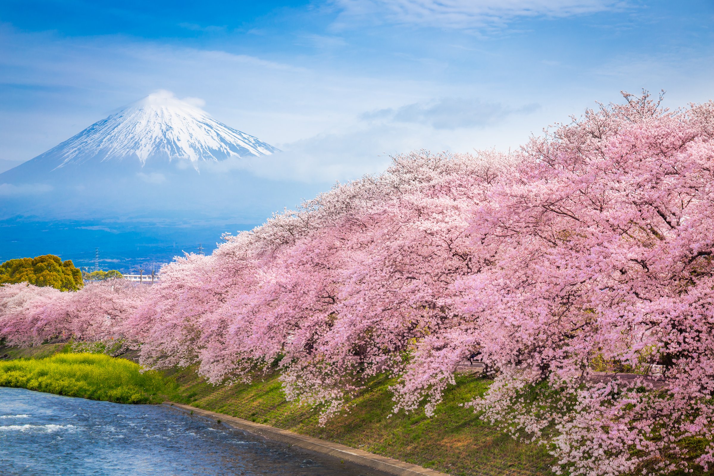 Beautiful blooming cherry blossoms with Mount Fuji in the background and a Urui river in the foreground is a popular tourist spot in Fuji City, Shizuoka Japan.