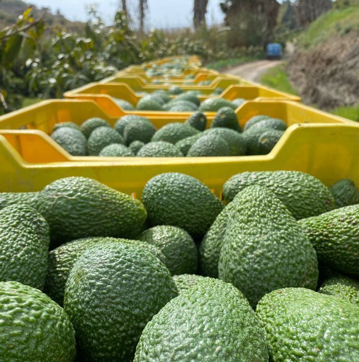 Fresh avocados from Uganda