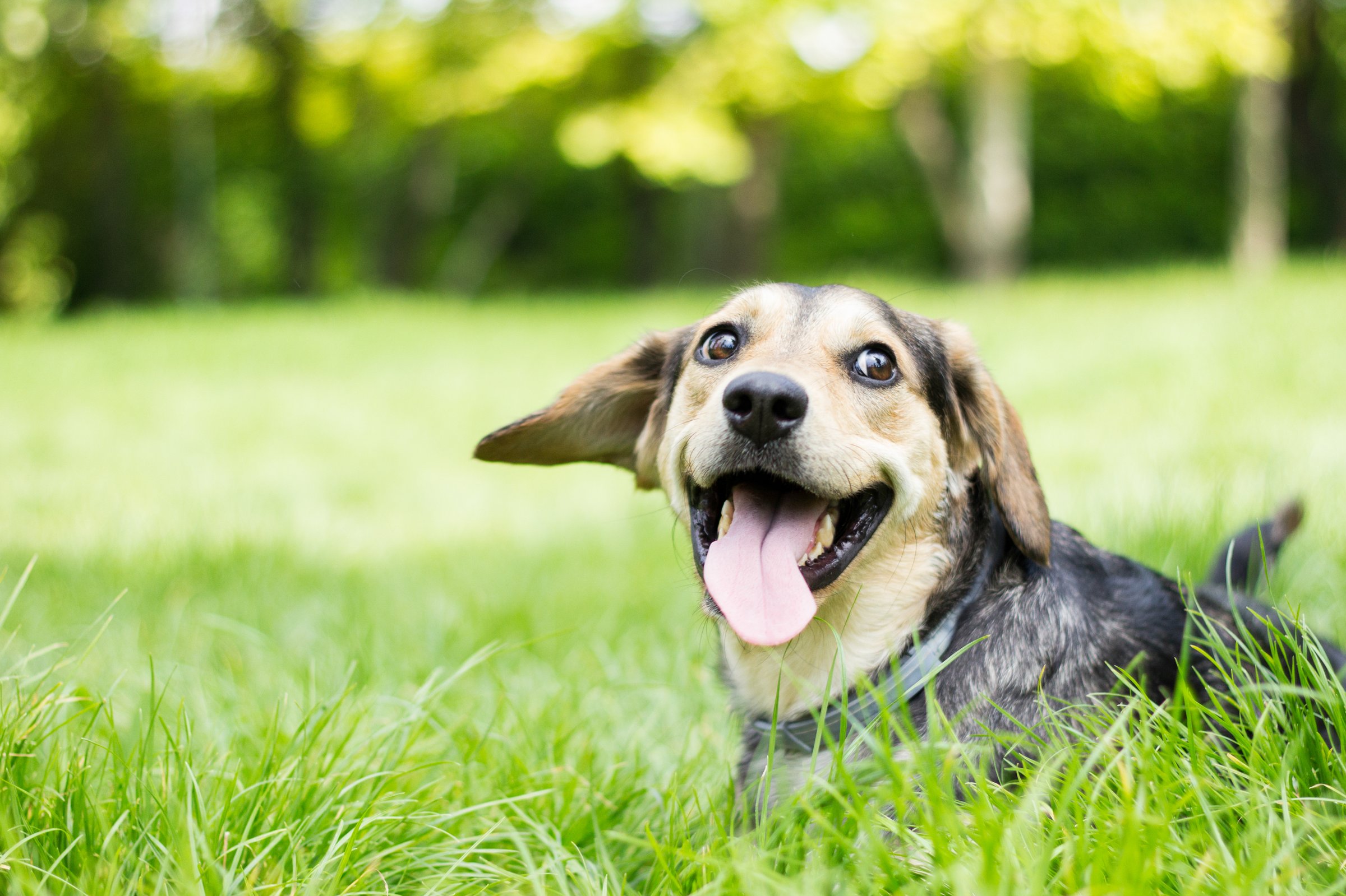 Dog sleeping on grass