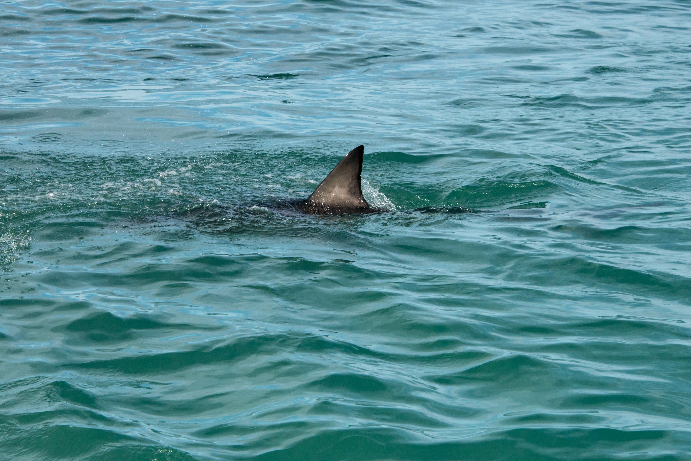 A  great white shark's fin showing above the water