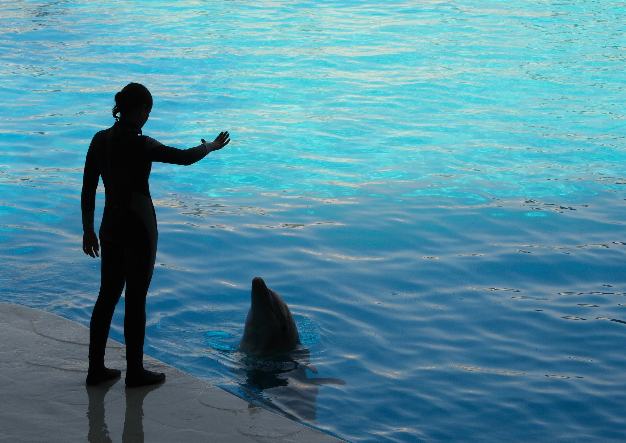 Show de Delfines en Quintana Roo