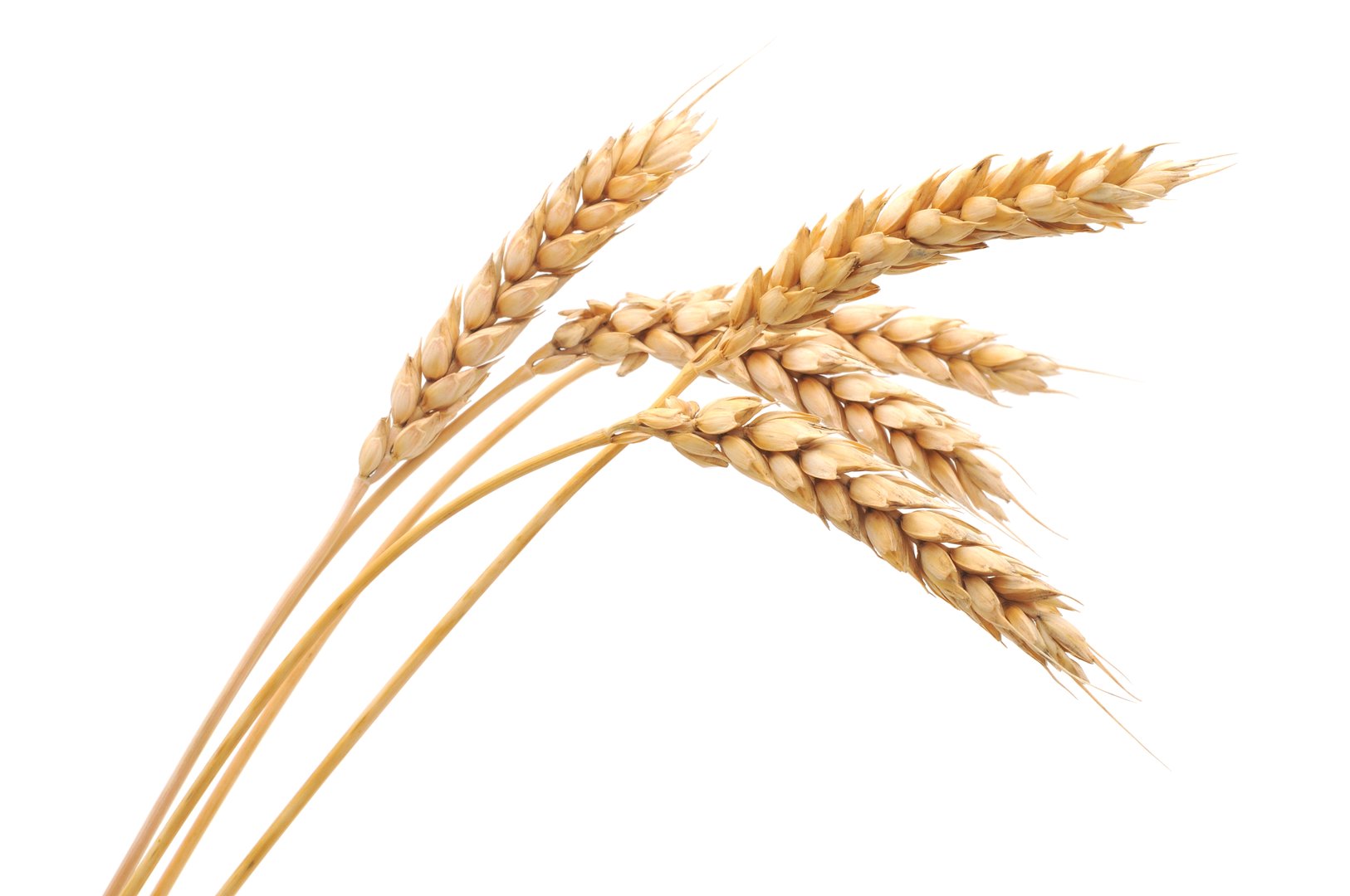 Golden wheat stalks with ripe grain heads
