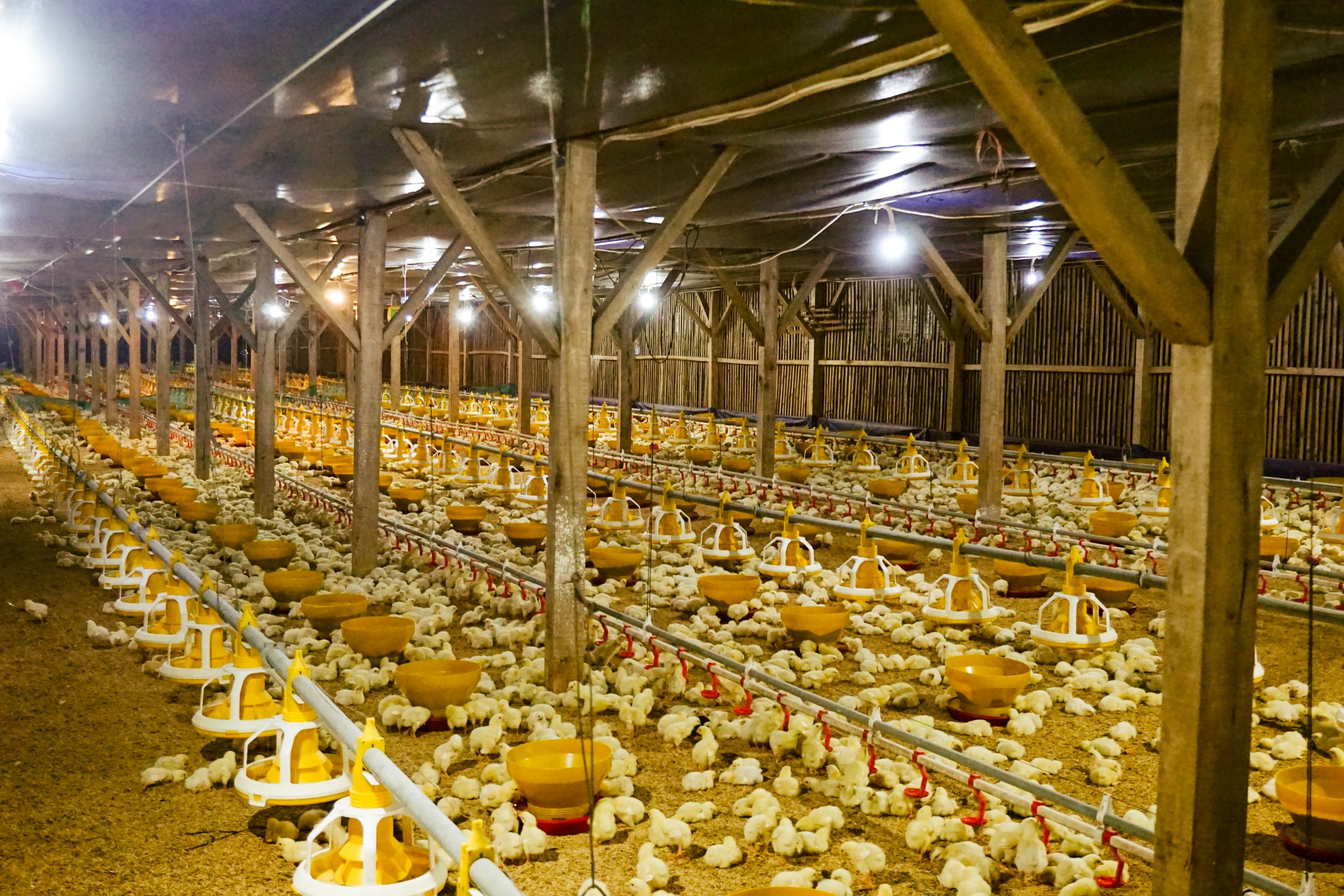 Poultry farming