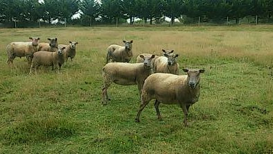 A group of sheep grazing in a grassy field with trees in the background on a cloudy day.
