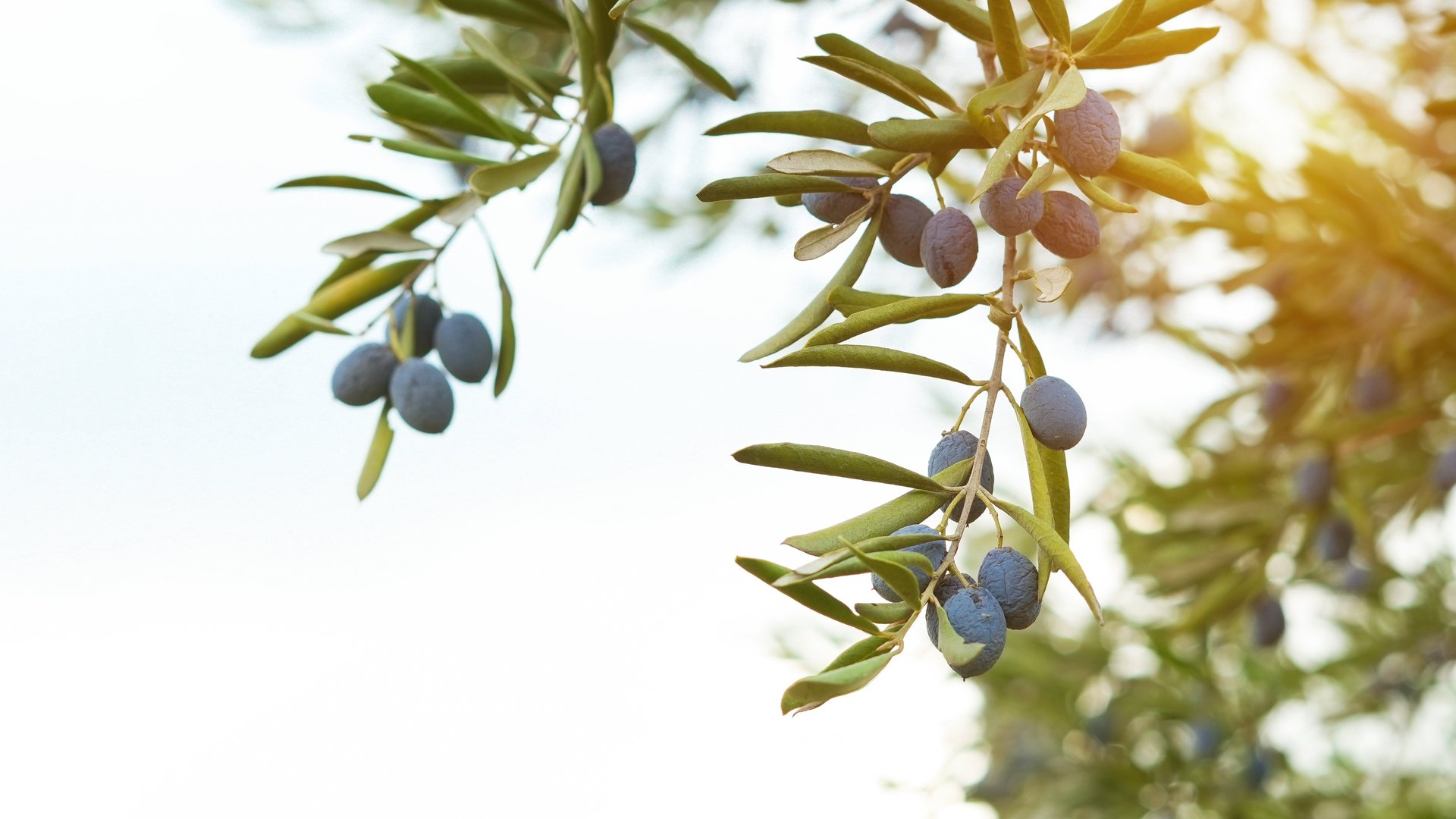 Olive tree with the olive