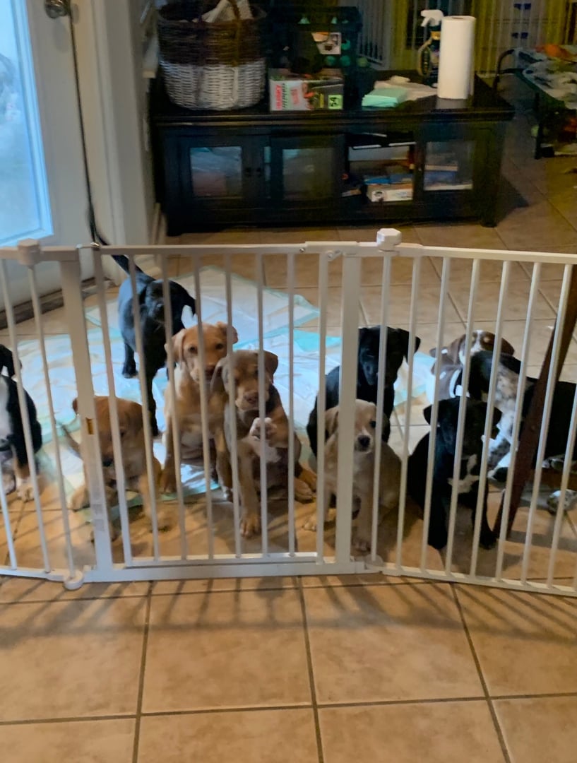 Rescued dog from Neighbors Helping Street Pups