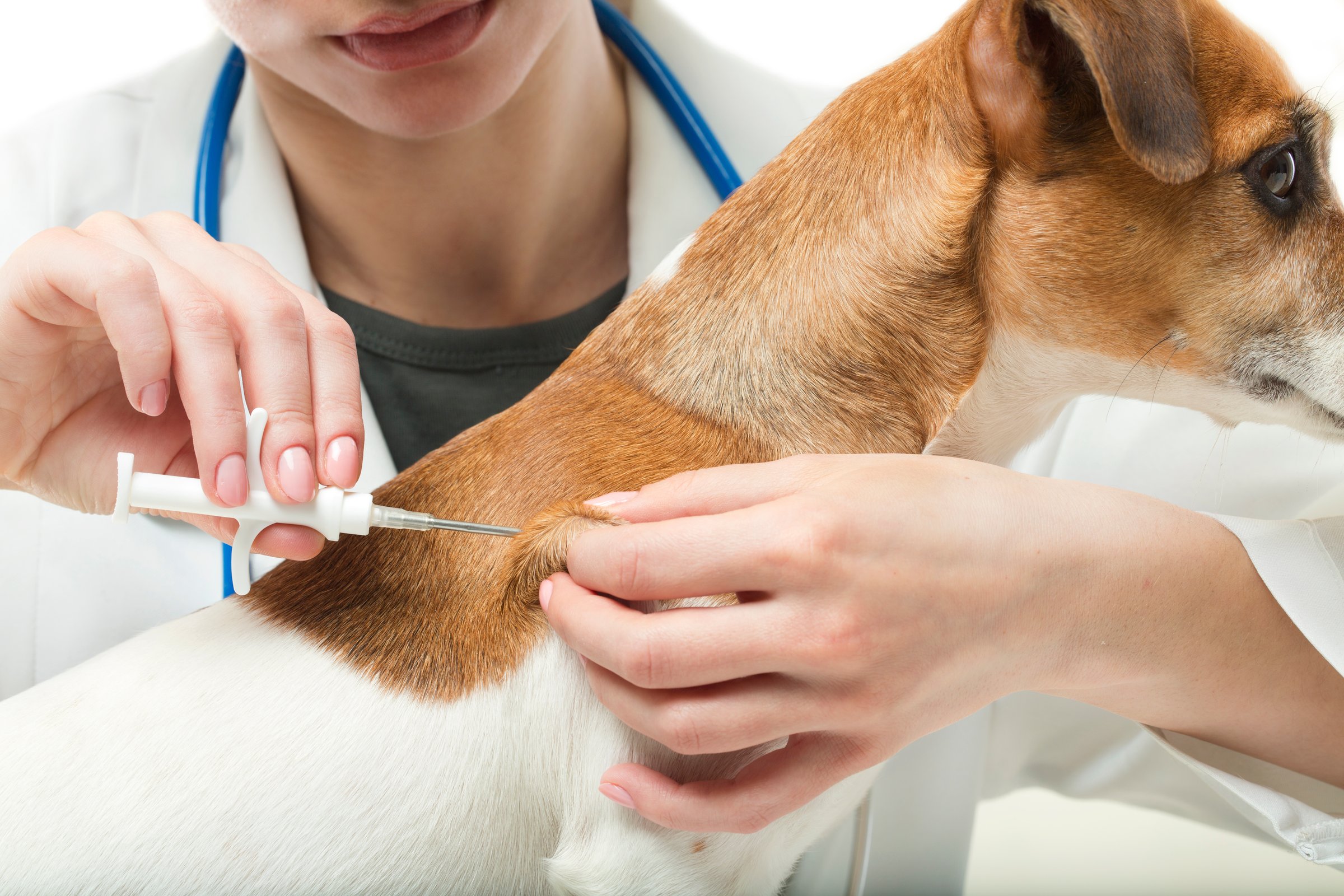 Veterinary clinic procedure. White background. Studio shot