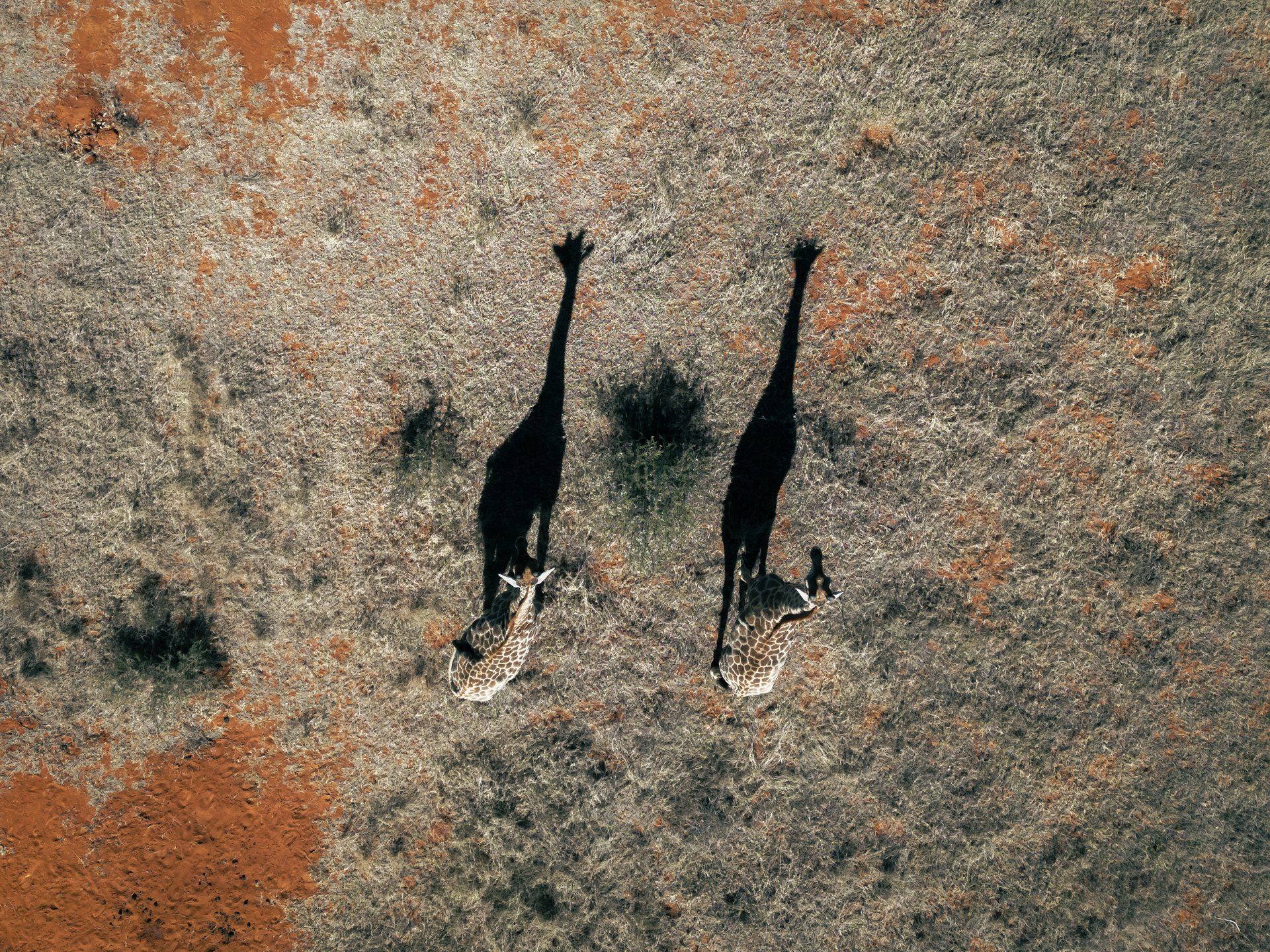 Aerial view of two giraffes (Giraffa camelopardalis) and their elongated shadows cast across the sunlit savannah. This dramatic perspective captures the quiet beauty of the African landscape from above. This photo was taken in South Africa.