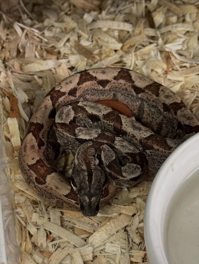 IMG Jungle Het VPI Boa