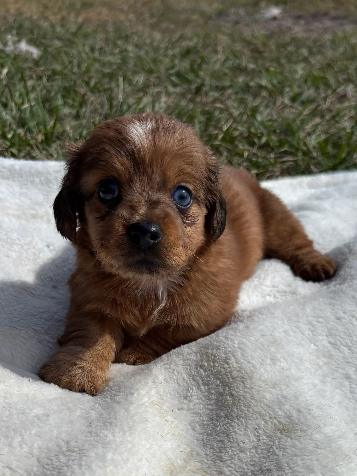 A small brown puppy with big blue eyes lying on a white blanket outdoors.