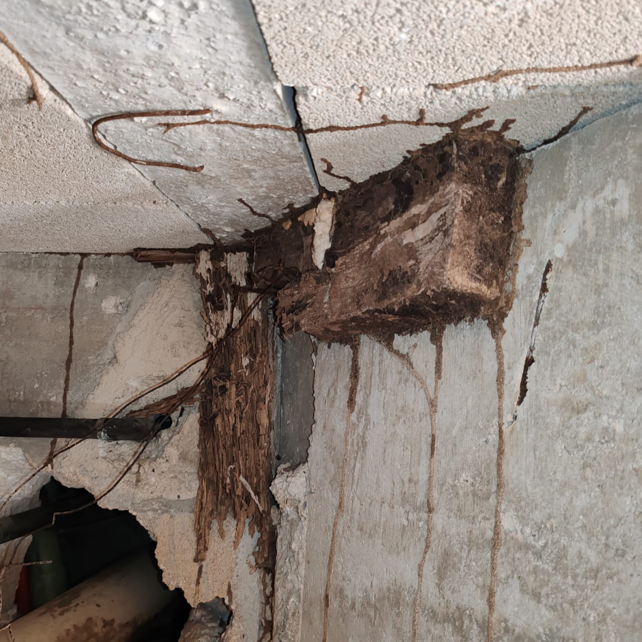 Cimbra olvidada en construcción siendo atacada por termitas