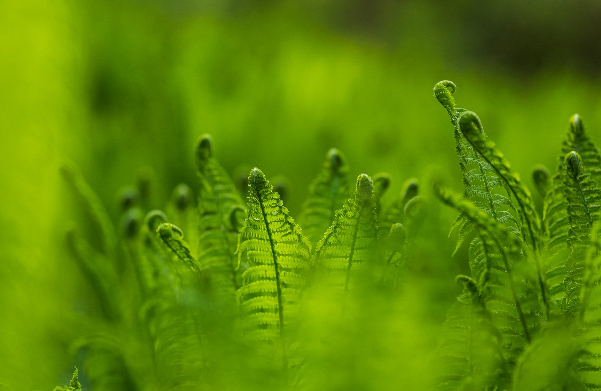 Emerging fern leaves unfurling in natural habitat.