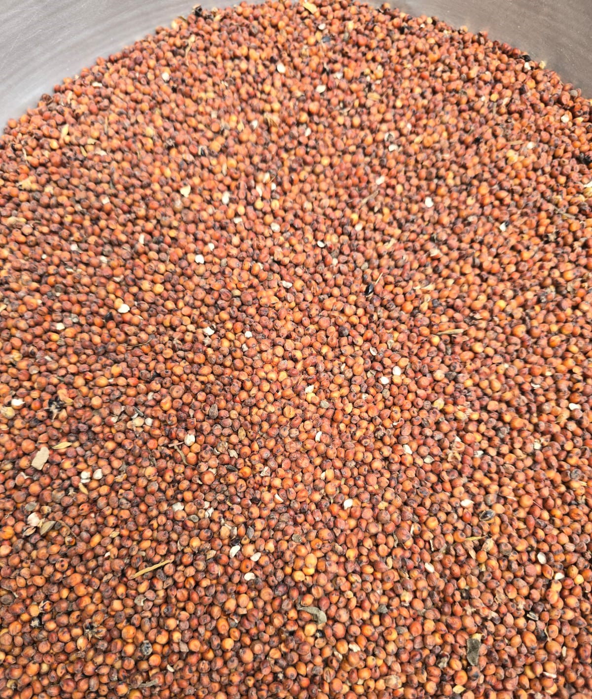 High-quality sorghum grains