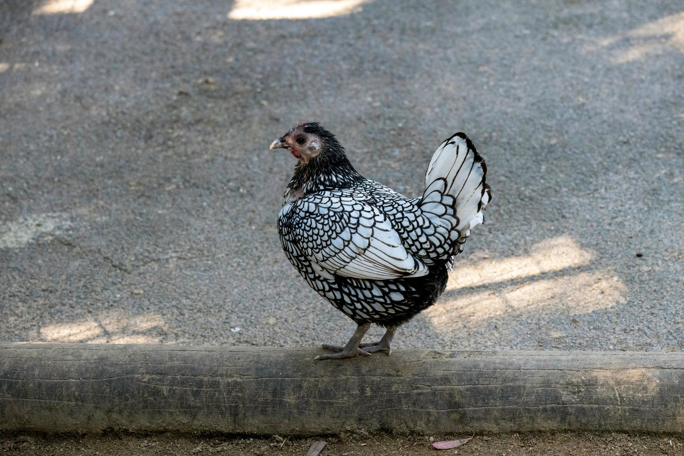 Close-up of a Silver Spangled Hamburg hen at a Wildlife Park in Sydney, New South Wales, Australia. (Photo by Tara Chand Malhotra)