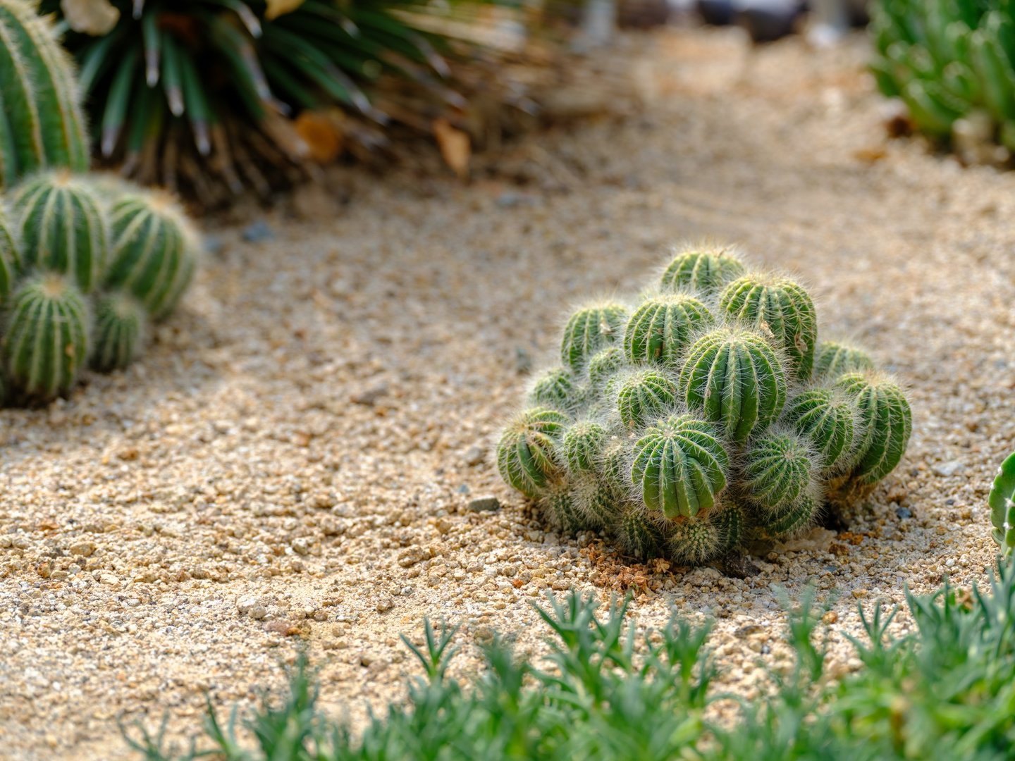 Close-up of young green Echinopsis subdenudata cacti growing in clusters.