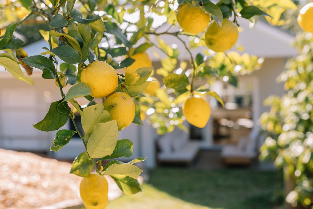 Fresh lemons on tree at Woodlands Cottage