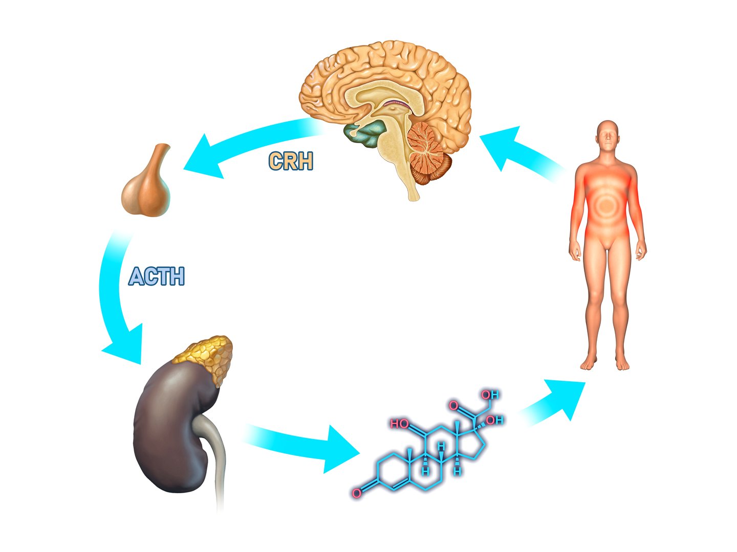 Basic stress response diagram of the human body. Digital illustration, 3D render.