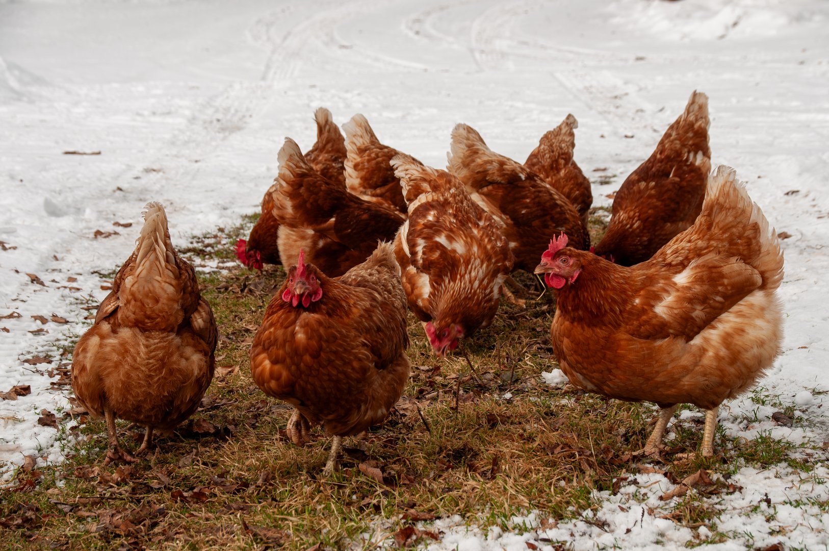 Red Sex Link Chickens pecking on the grass in the snow. On a farm in the winter.
