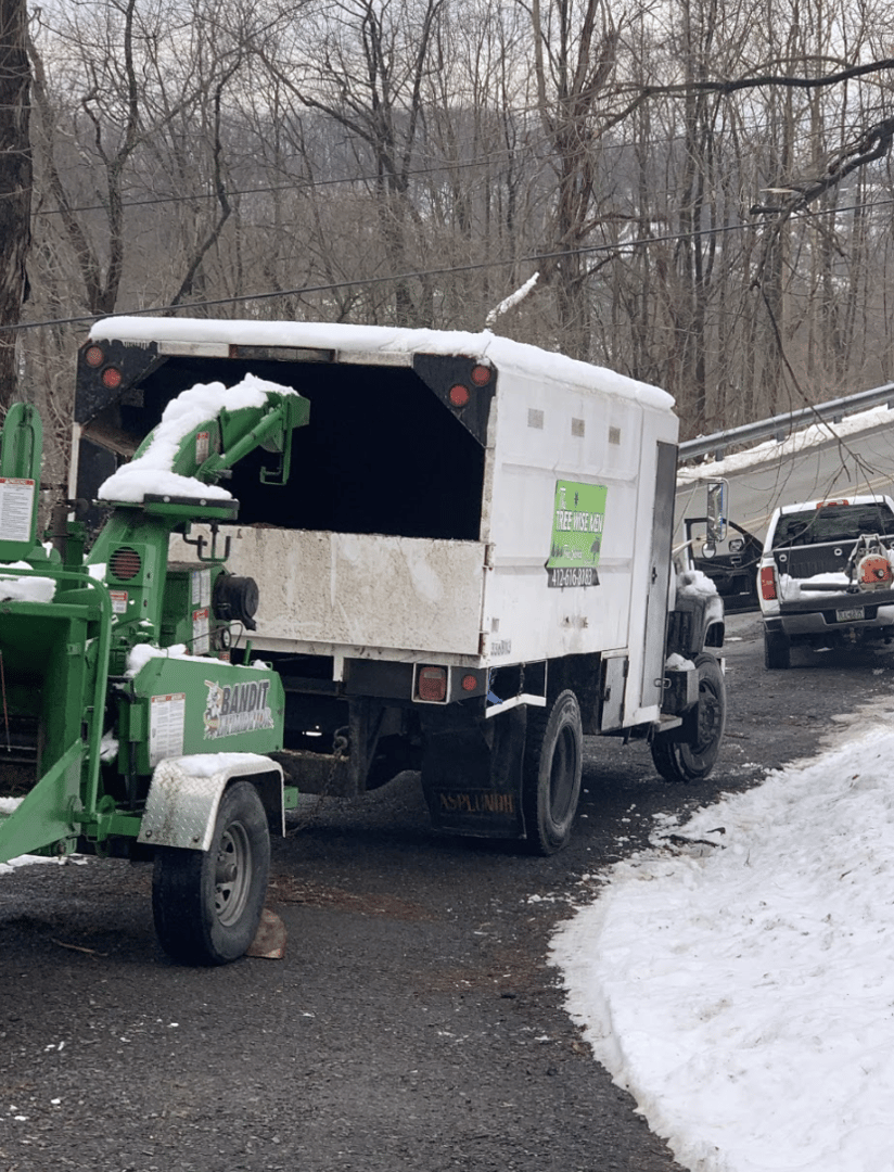 Tree Removal Project