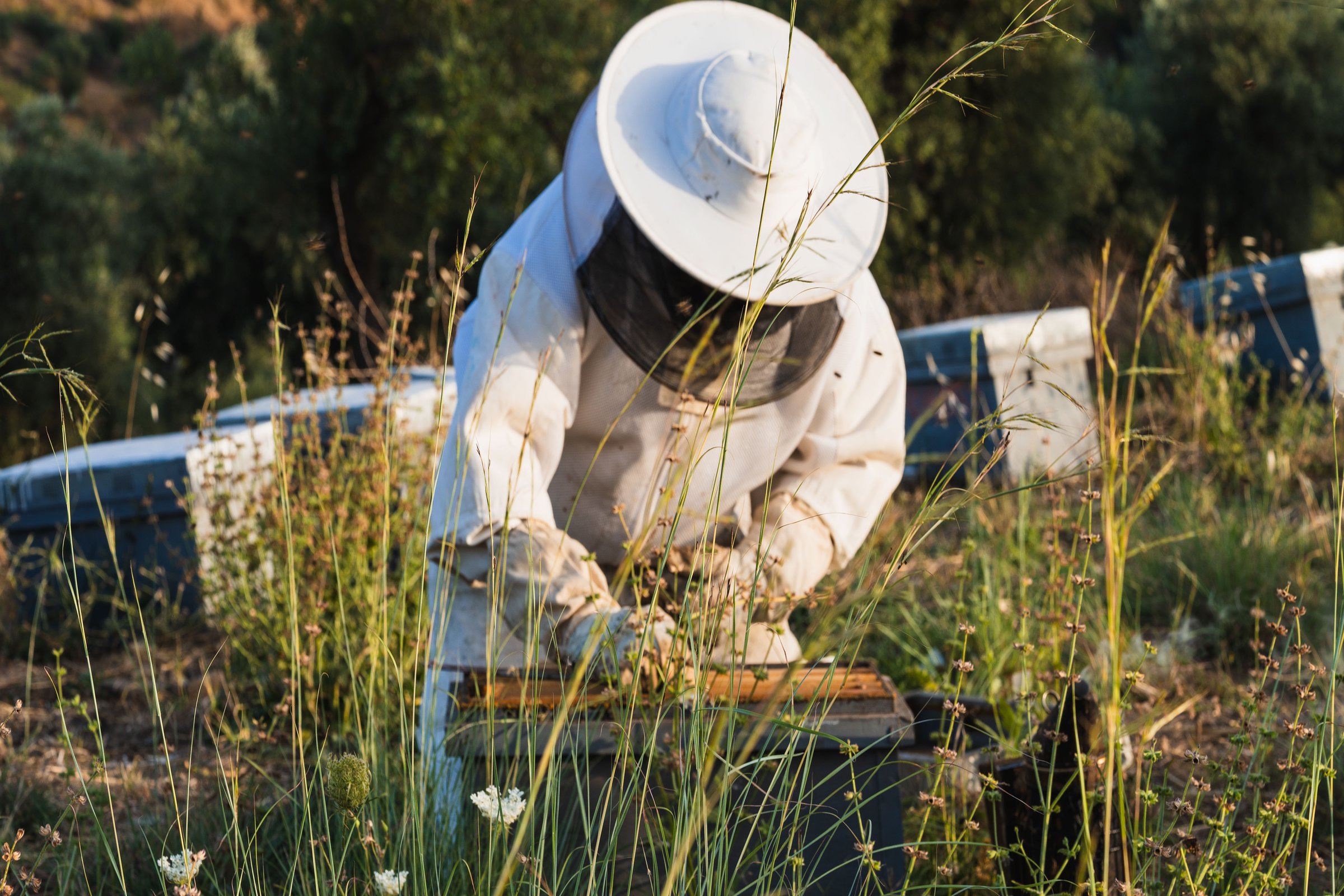 Beekeeper extracting honey from a beehive in a sunlit field