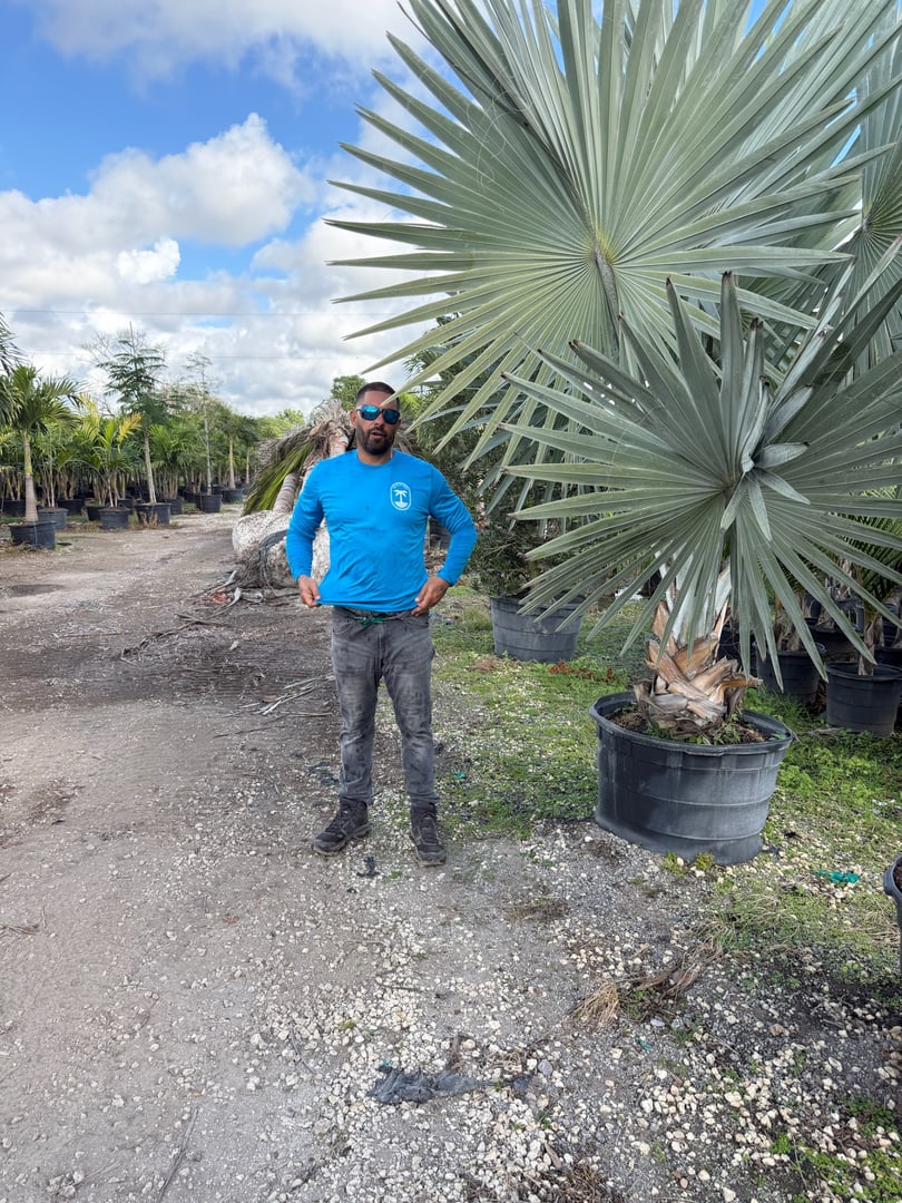 Palm tree selection and varieties