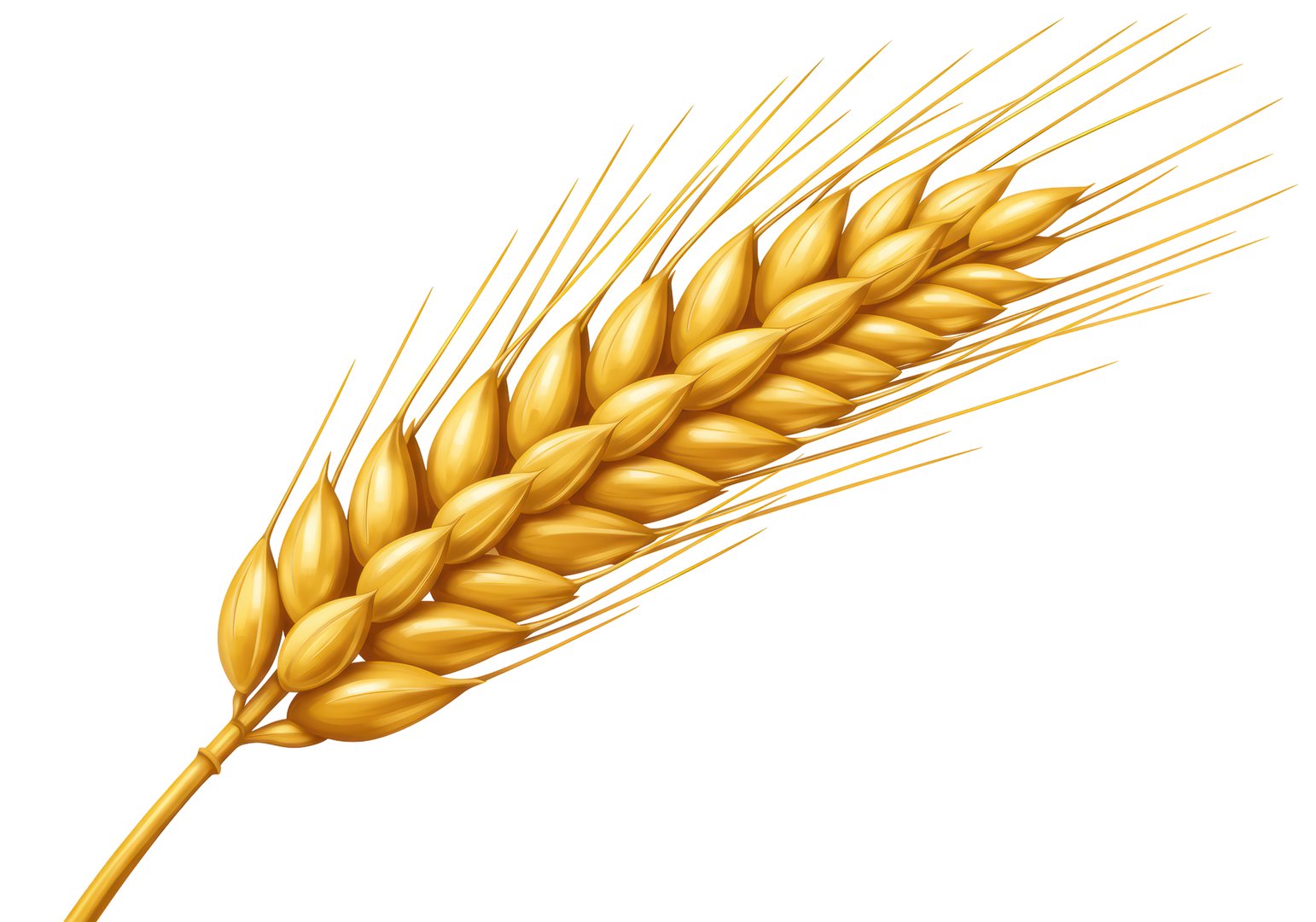 Isolated Golden Wheat Stalk in Detail