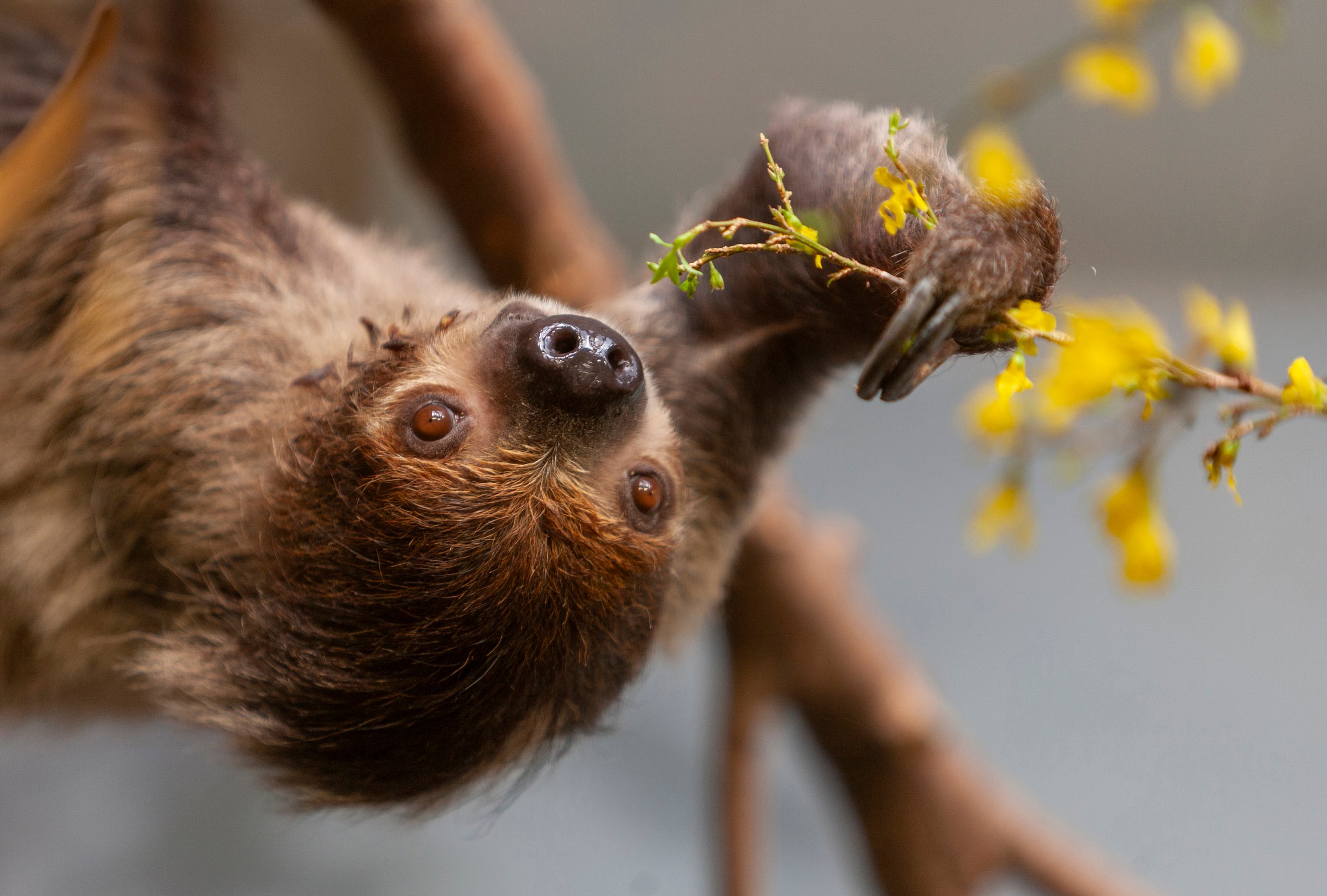 Sloth Unit Study for Homeschool Ages 5-8 - Printable PDF