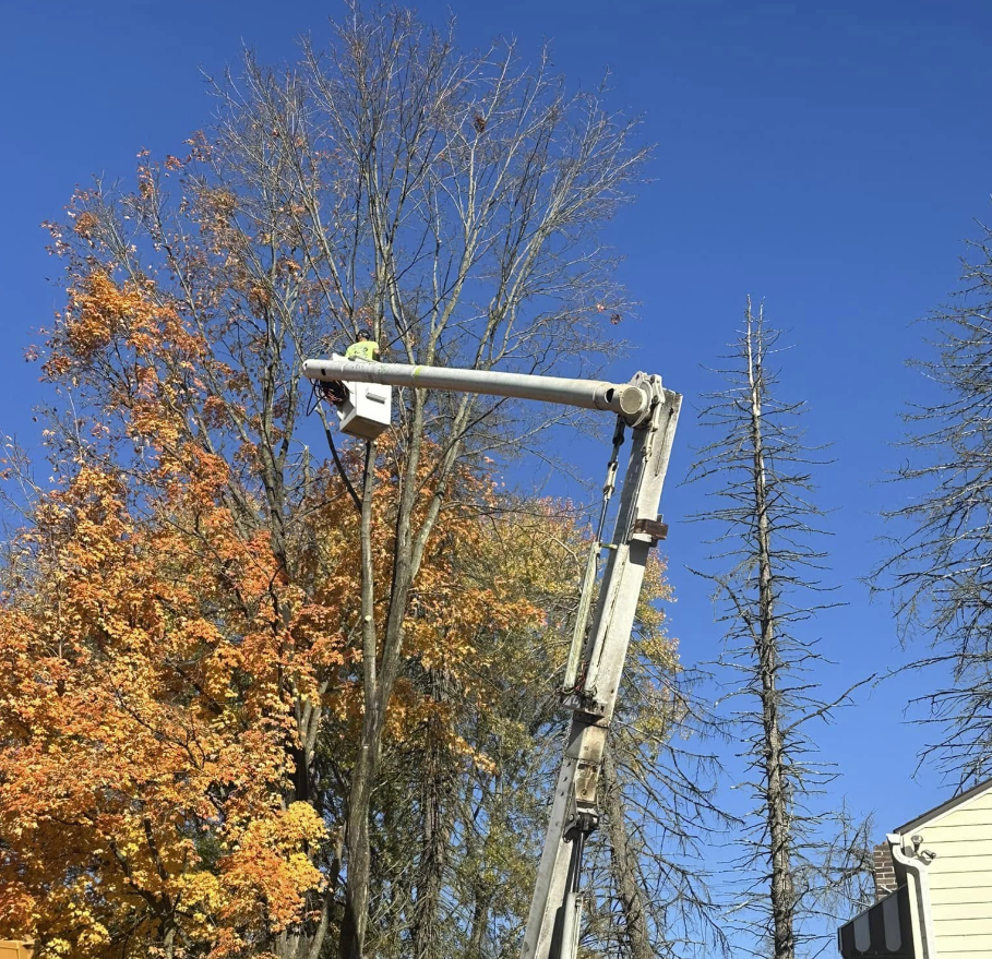 Tree trimming service