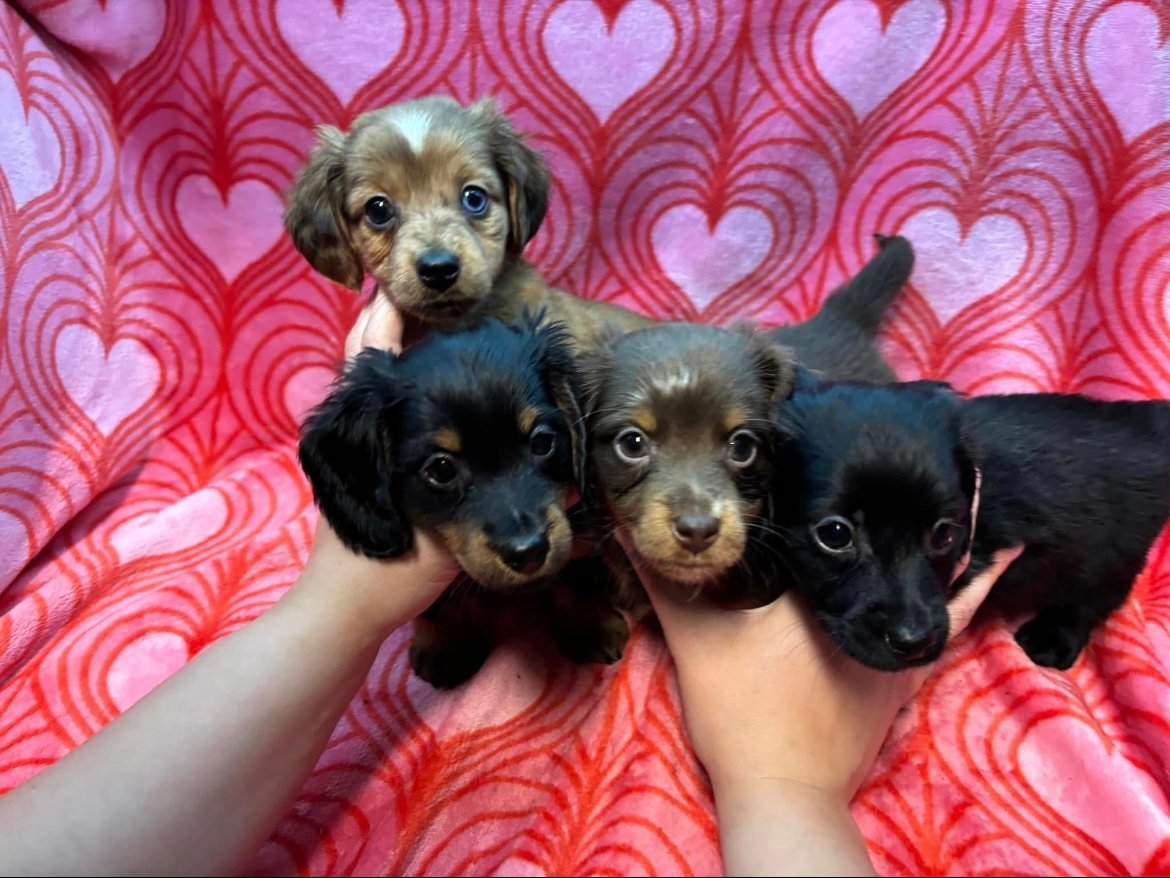 Four puppies held by hands, sitting on a pink heart-patterned blanket.
