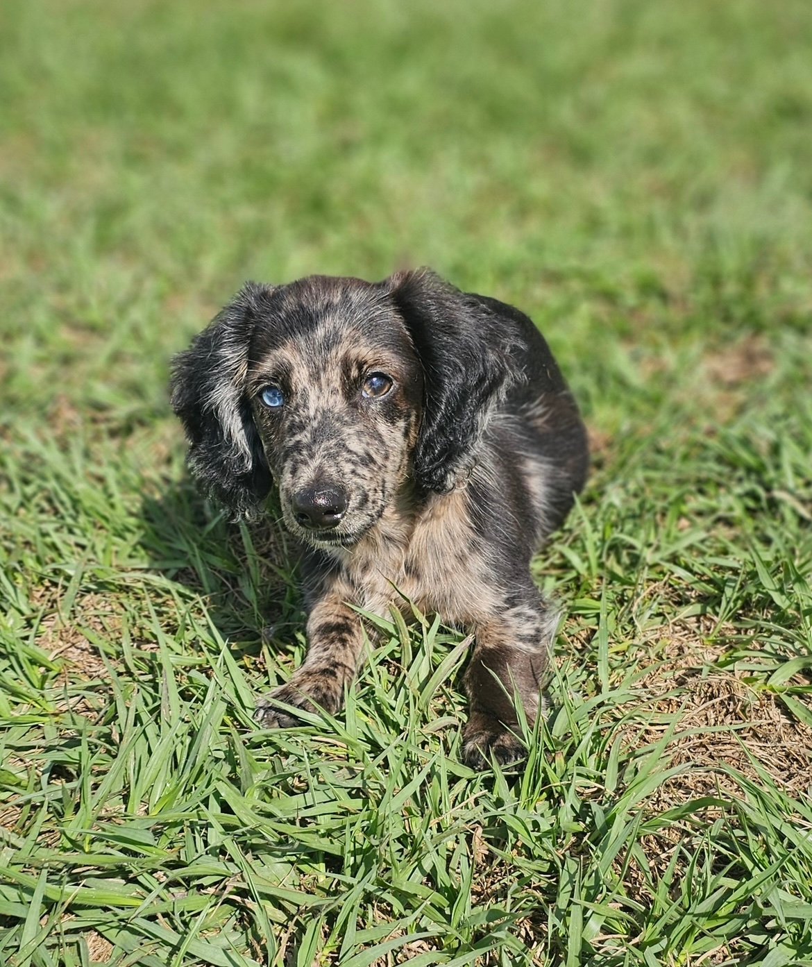 Merle dachshund puppy with blue eyes sits on green grass, looking towards the camera.