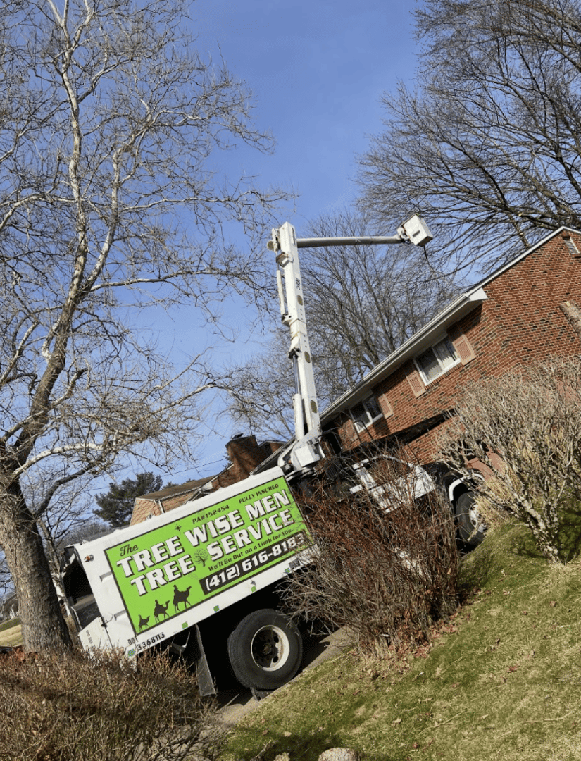 Tree Trimming Project