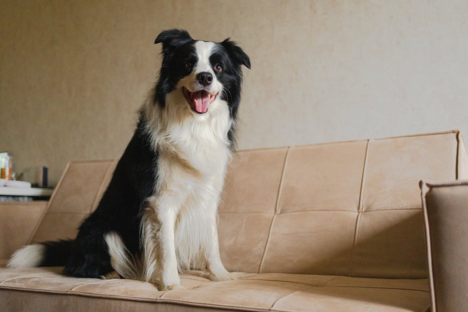 Cute puppy dog border collie sitting playing with funny face on couch at home indoors. Pet dog resting on cozy sofa. Pet care and animals concept. Funny emotional dog