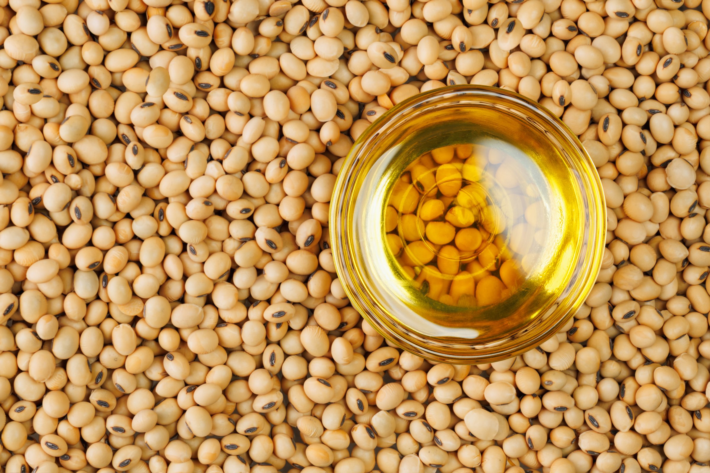 Oil in small glass bowl stand on dried soybeans as background, creating visually appealing contrast between the golden liquid and light brown soy beans. Top view