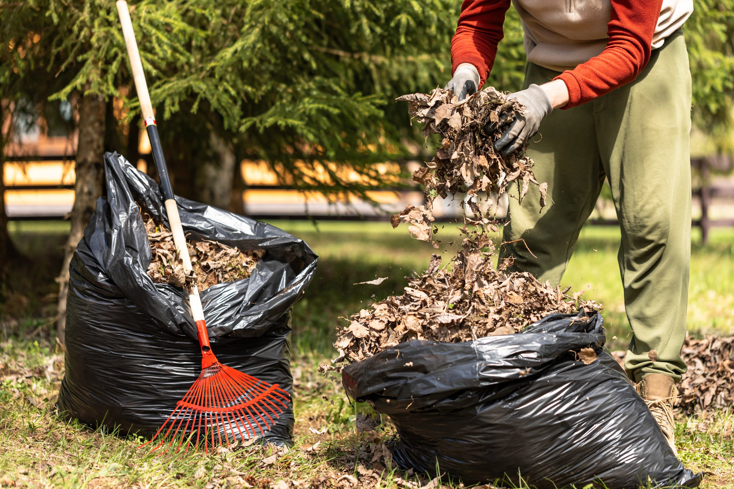 Raking fallen leaves with rakes. Man collecting dry leaves and grass in a plastic bag. Support for work in the garden. Removing grass from the soil.