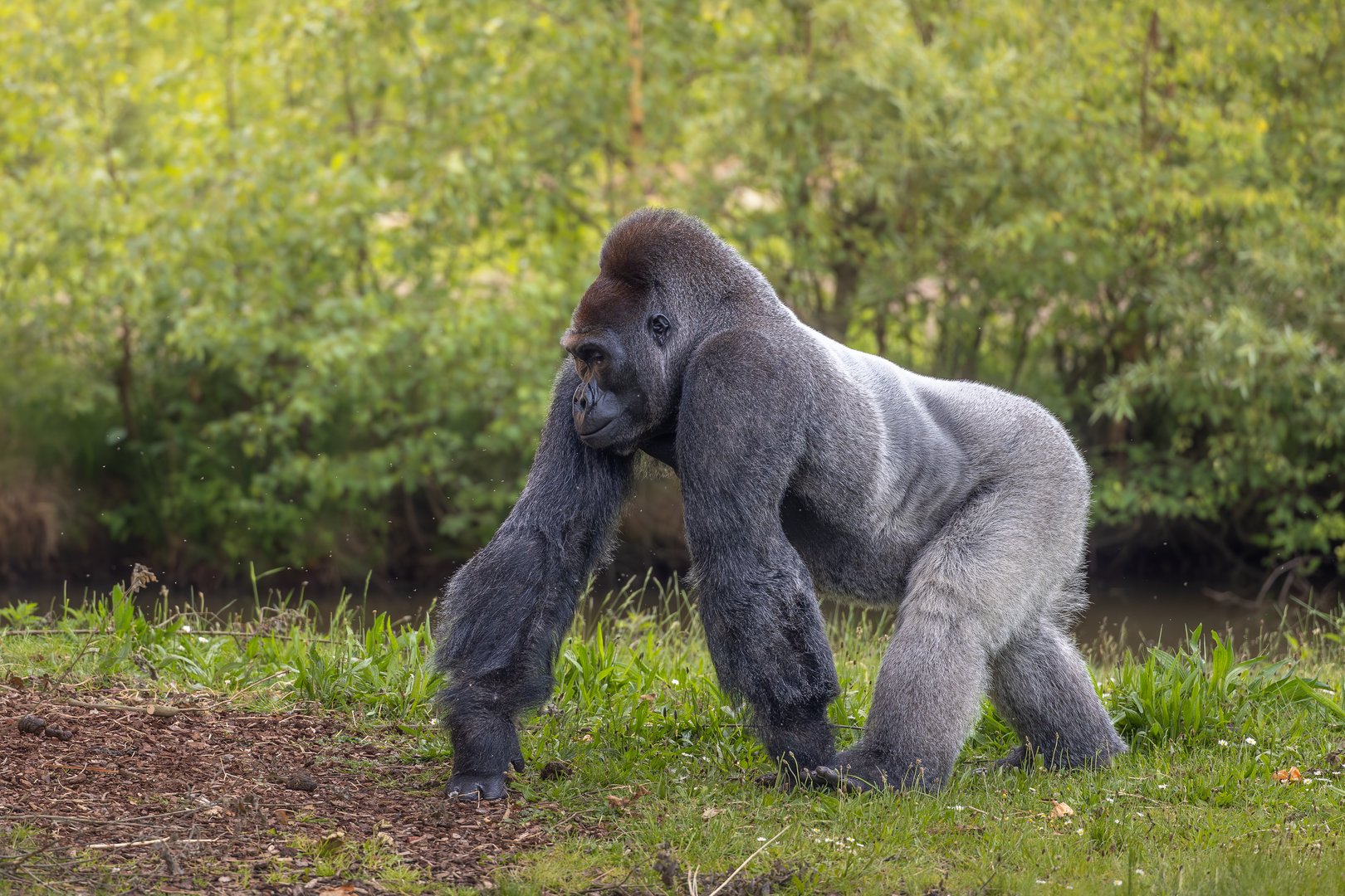 A western lowland gorilla on green grass at a zoo