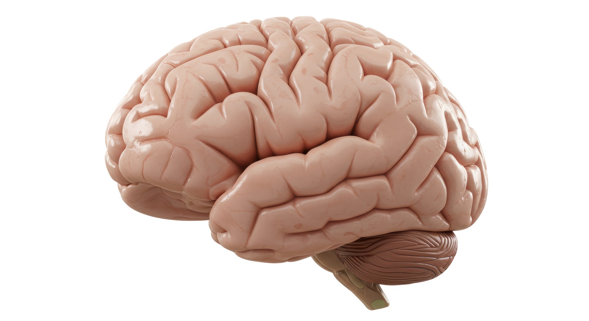 Isolated Realistic Human Brain Anatomy Side View