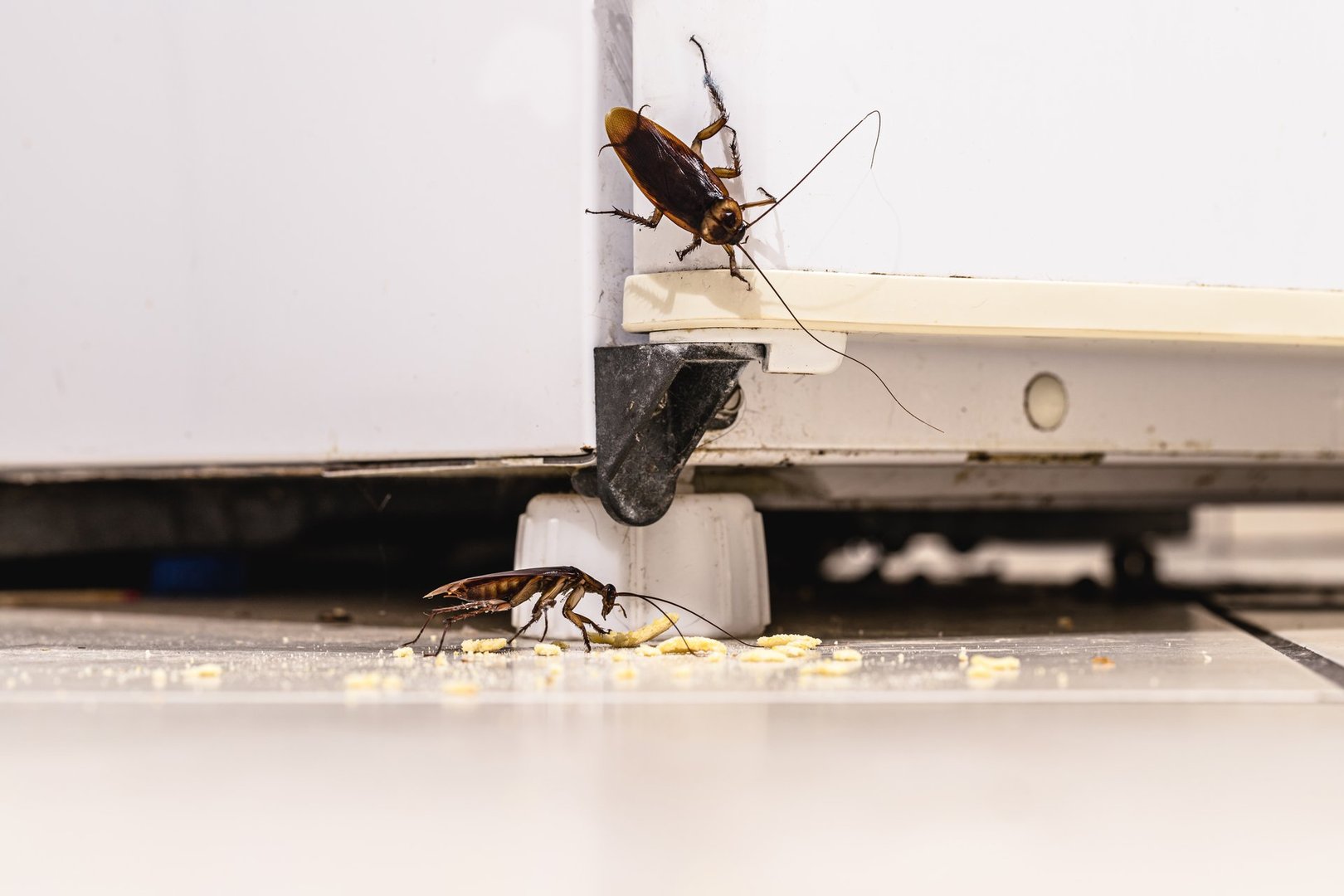 Cockroach infestation in kitchen