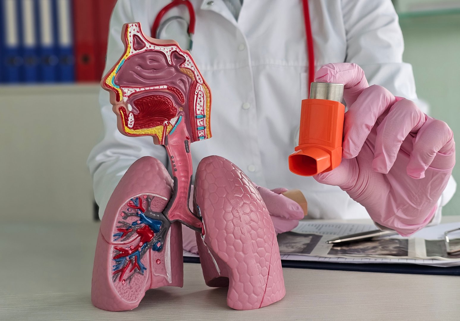 Respiratory anatomy using a model of lungs and an inhaler