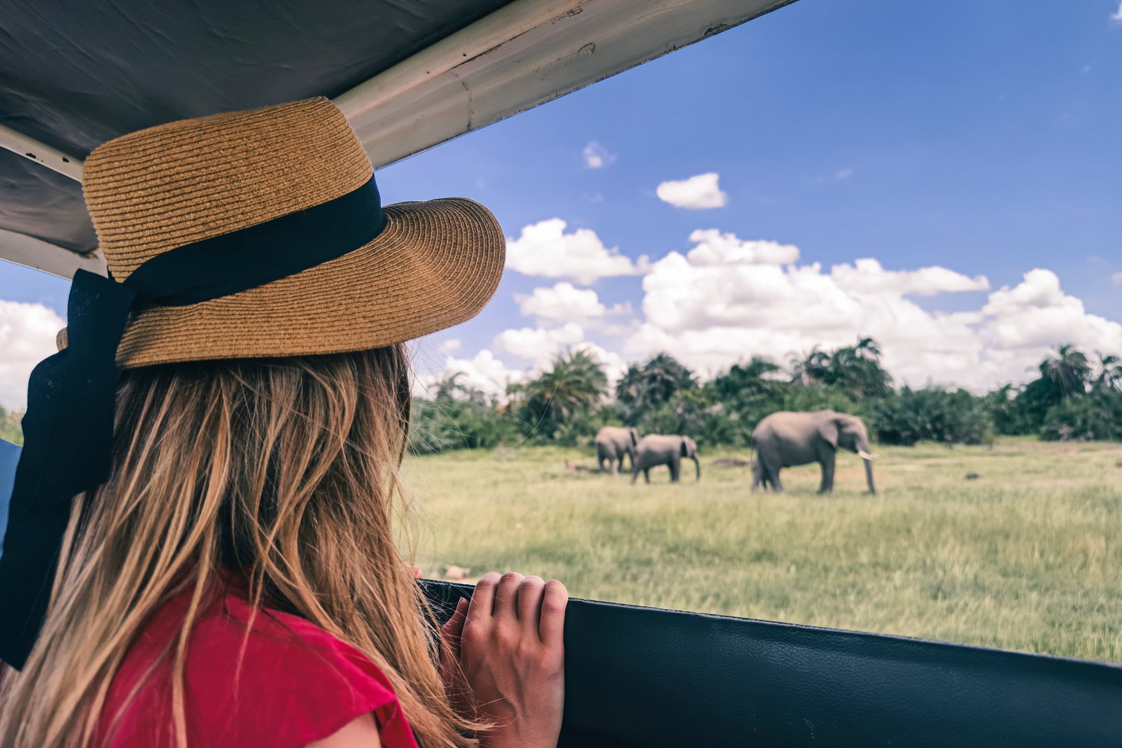 Rear view of a girl looking at elephants under trees, from a safari jeep