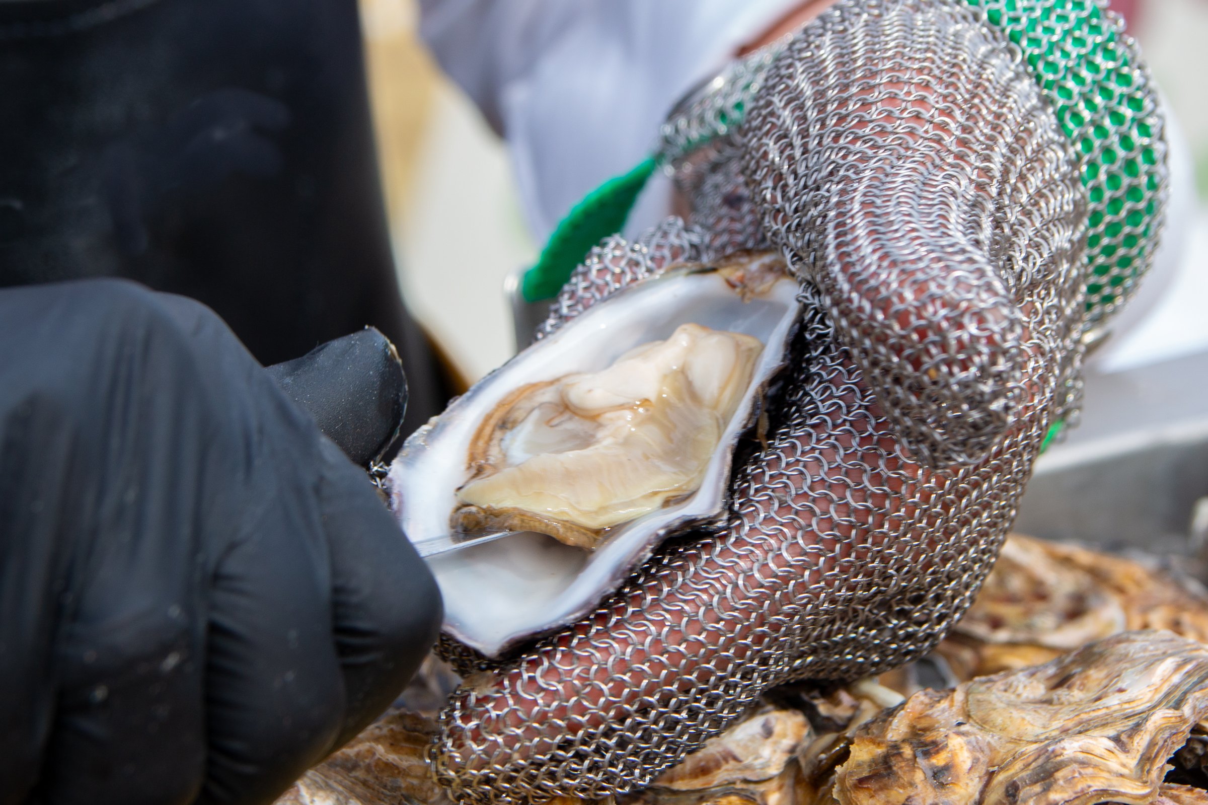 Fresh oysters being cleaned by hand in chainmail glove, washed, prepared to be eaten at restaurants and cafes
