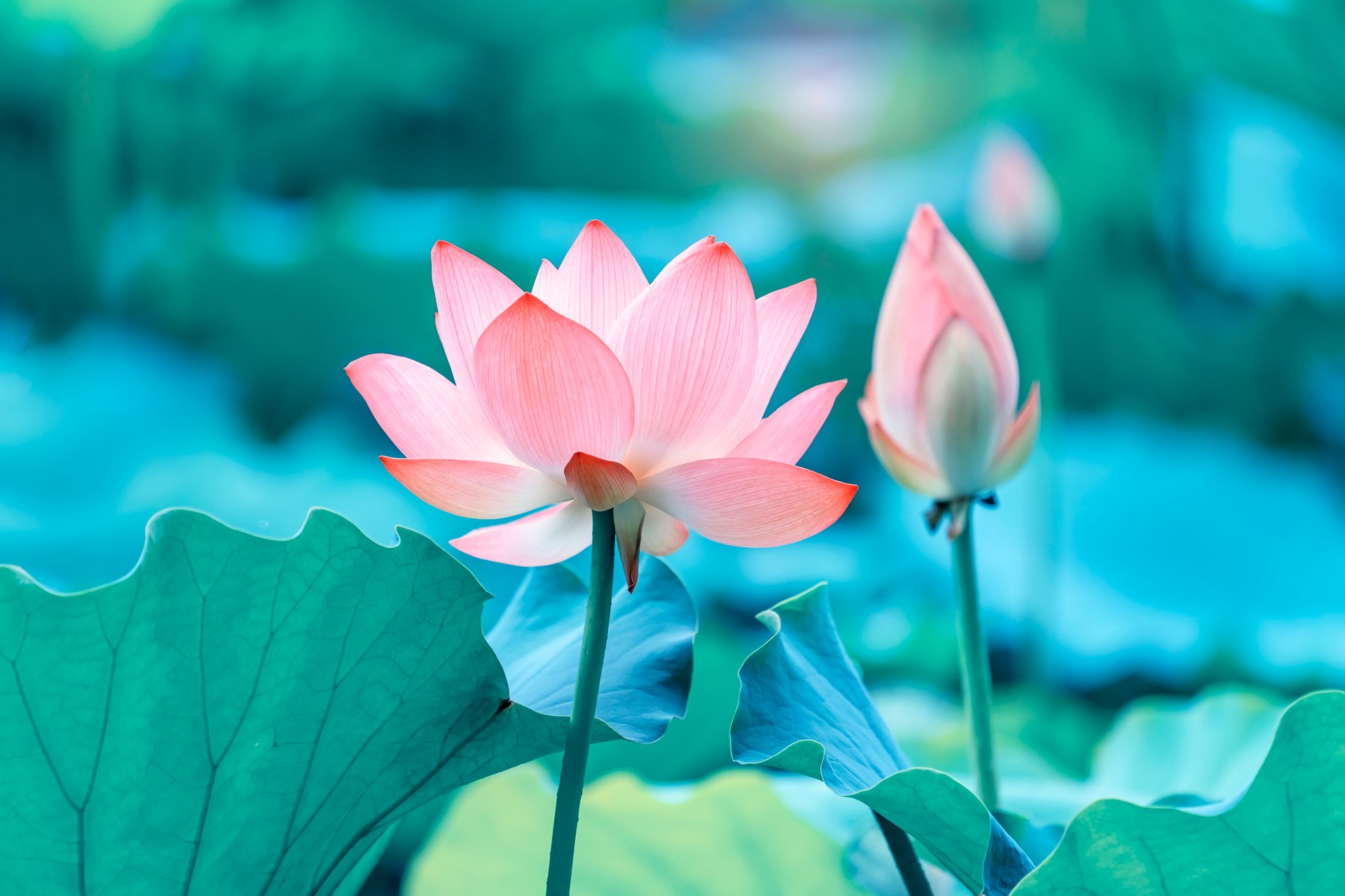 Pink lotus flowers among green leaves