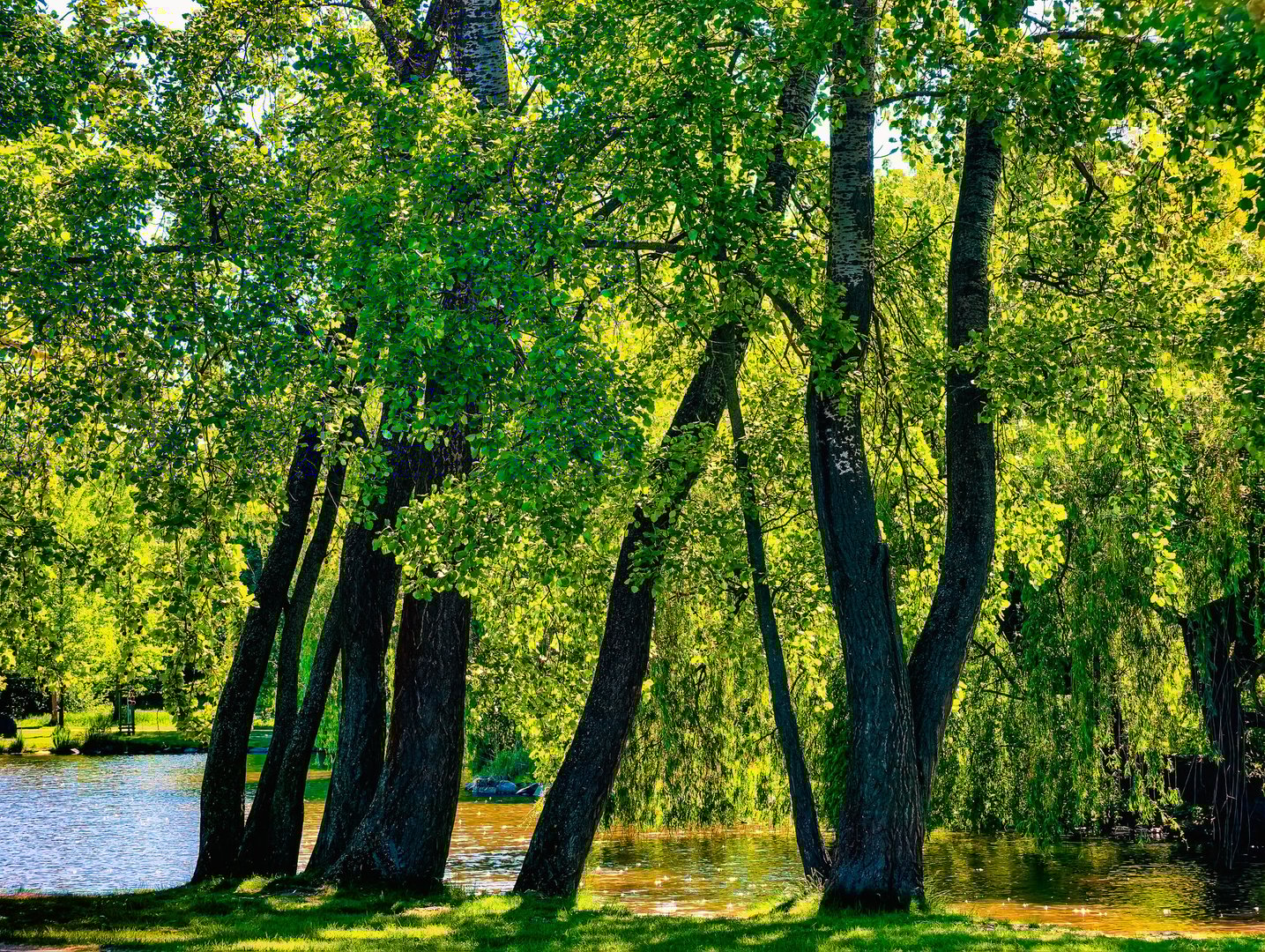 Serene Riverside Scene with Leaning Trees and Lush Greenery, Offering a Peaceful and Refreshing Natural Environment, Perfect for Relaxation and Nature Enjoyment