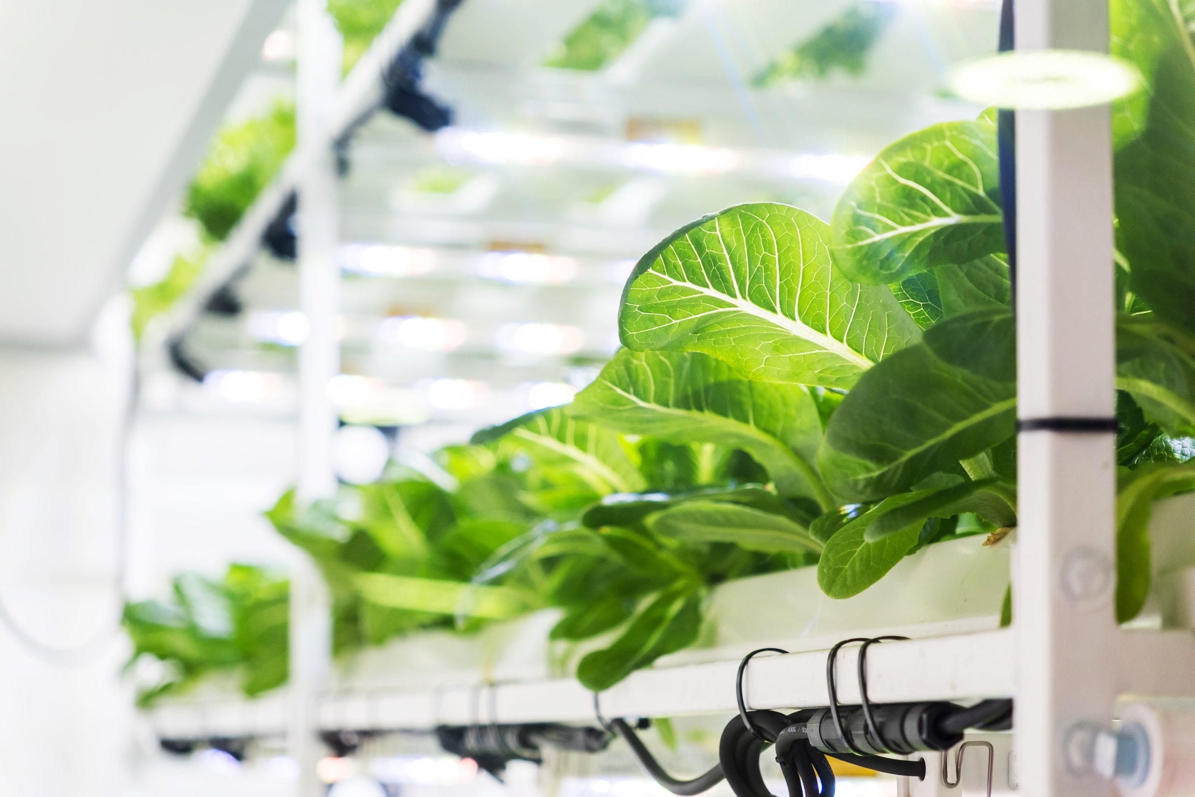 A clean and modern indoor garden showcasing rows of vibrant lettuce under LED lights, emphasizing sustainability and innovative agriculture. Hydroponics vertical farm for food security concept.