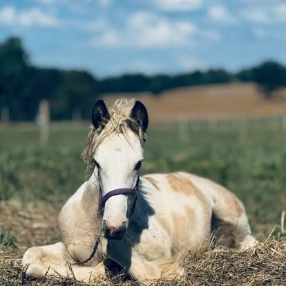 Gypsy horse