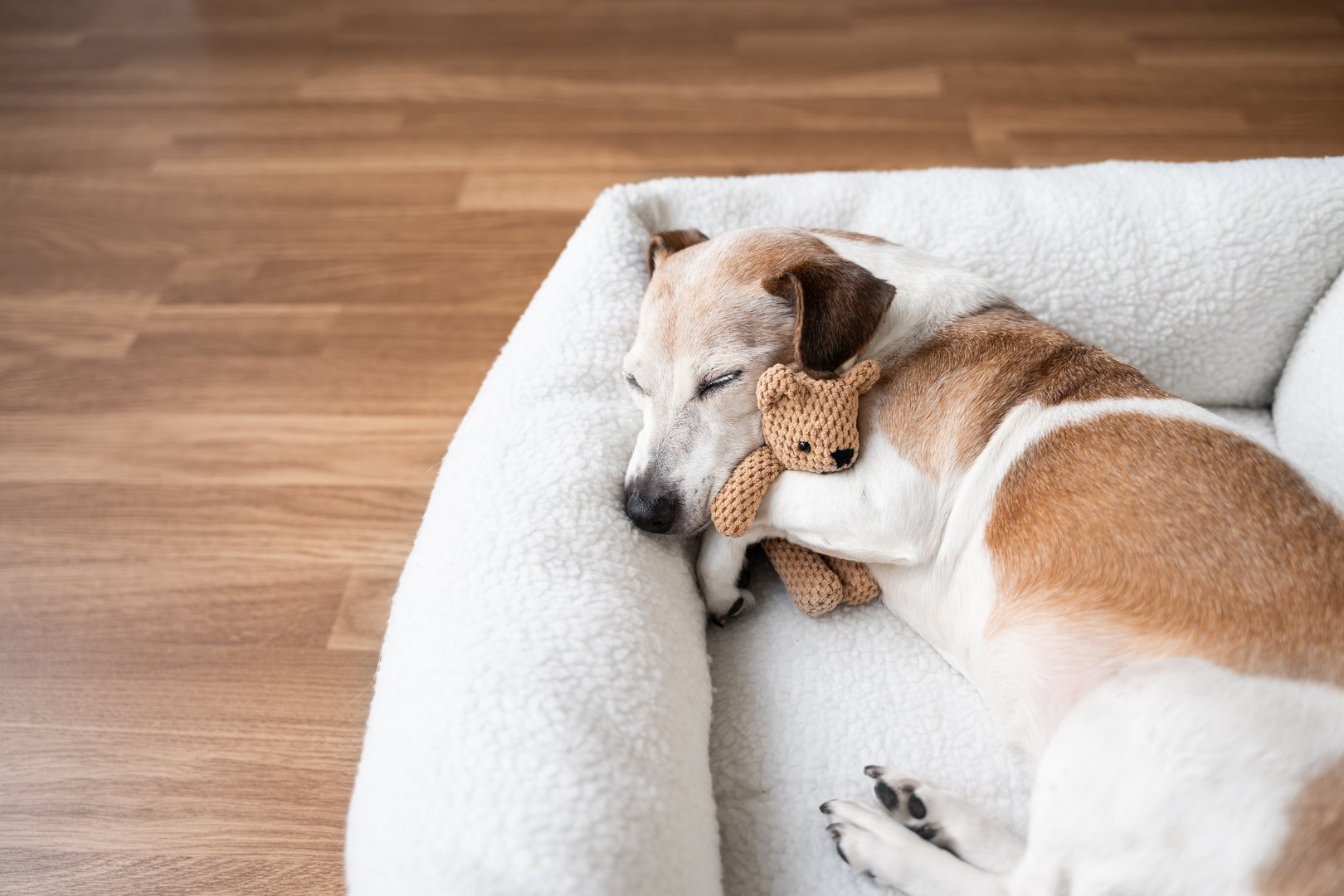 dog tired sleepy in pet bed hugging best friend toy bear. Elderly dog Jack Russell terrier resting at home. Horizontal composition. resting at home sweet dreams atmosphere, empty flooring copy space