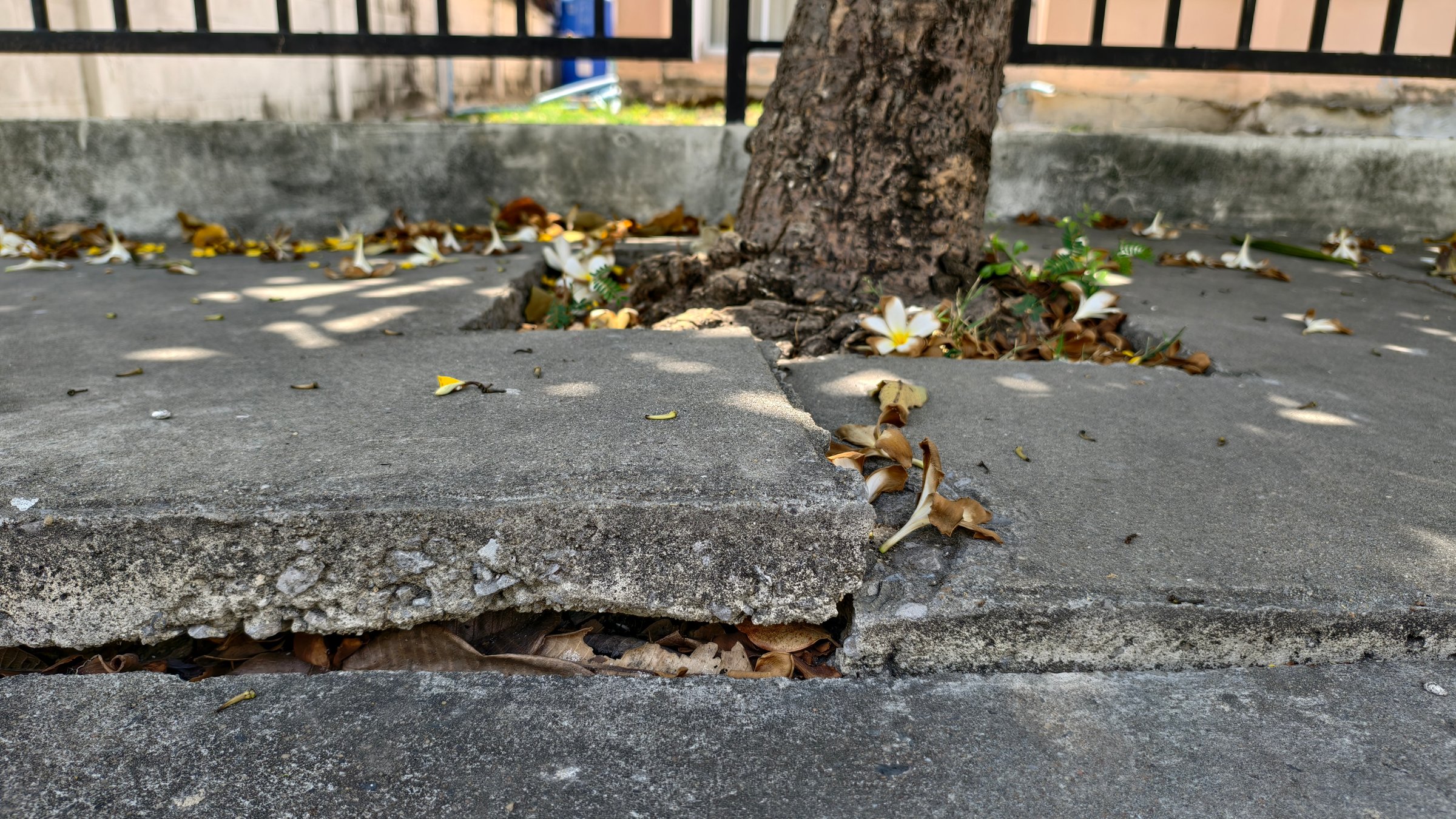 The footpath damaged by expansion of tree roots